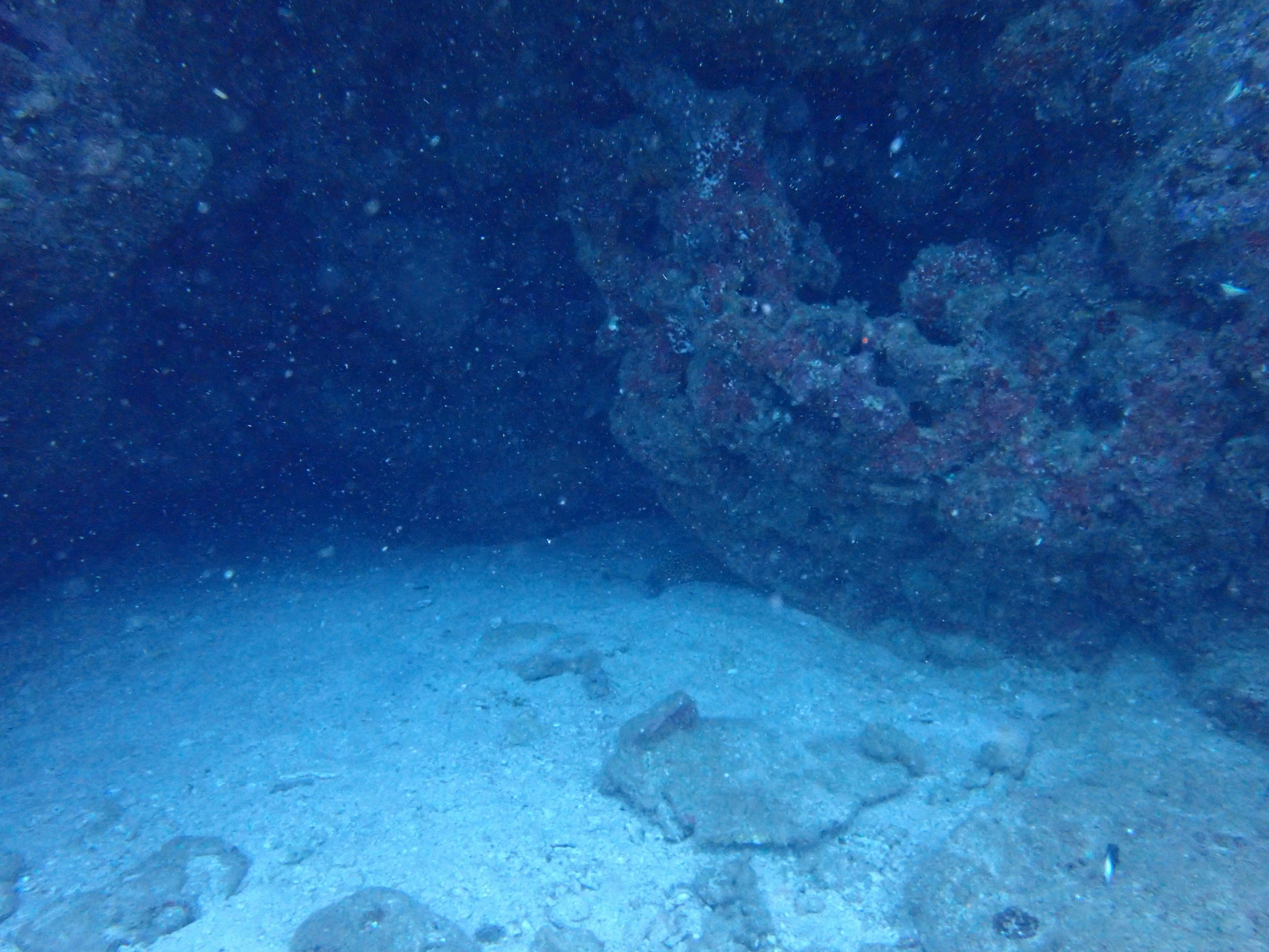 small fish lying on sandy seabed in blue ocean