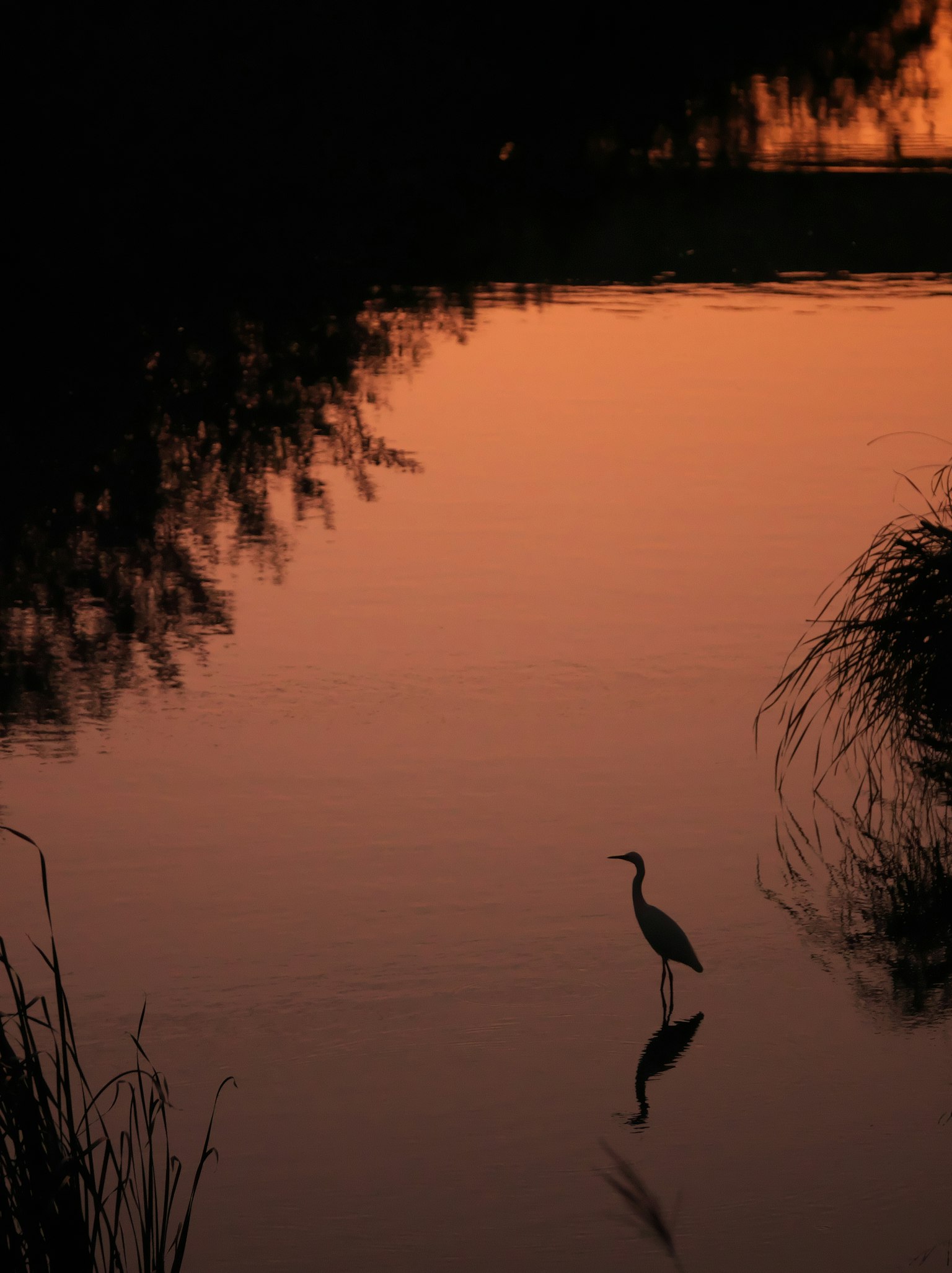 Silhouette d'un héron reflété sur l'eau au coucher du soleil avec un environnement serein