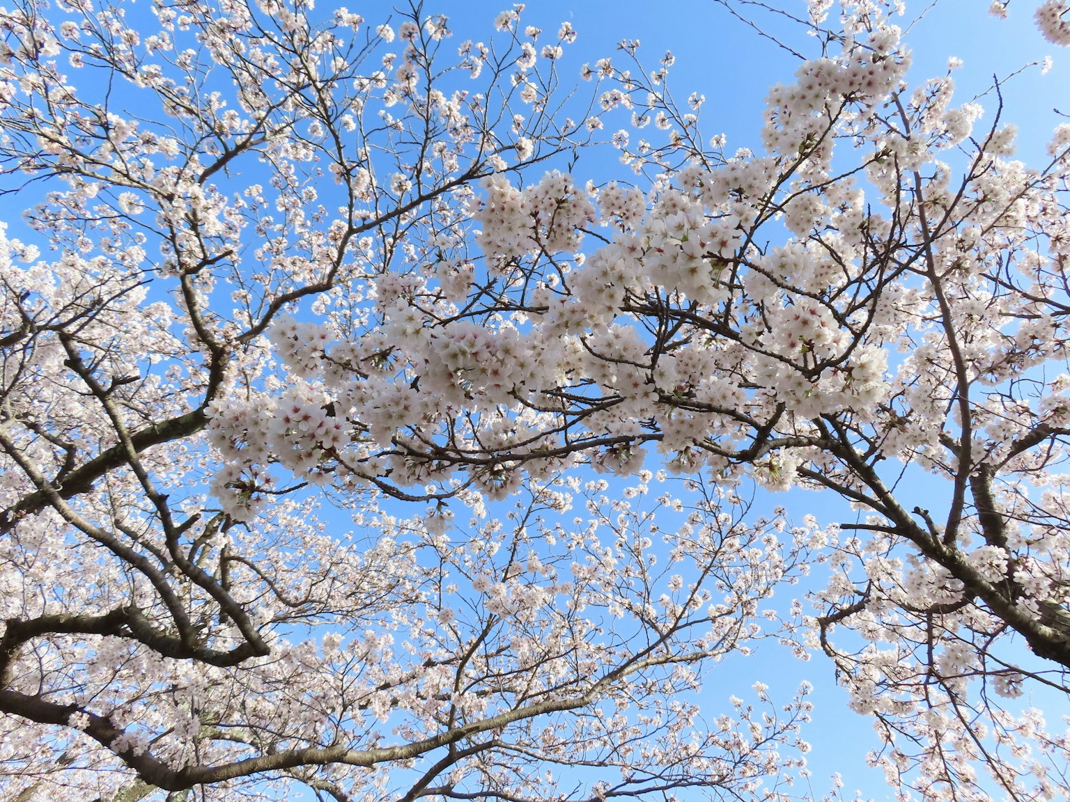 Belle vue des cerisiers en fleurs et des branches contre un ciel bleu