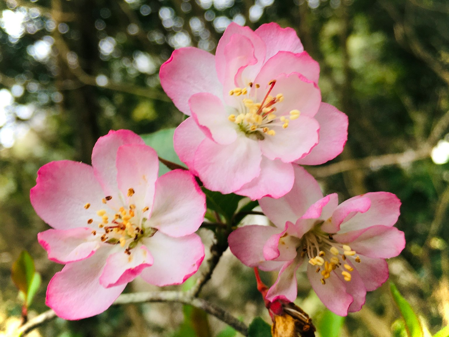 Ramo bello con fiori rosa e bianchi