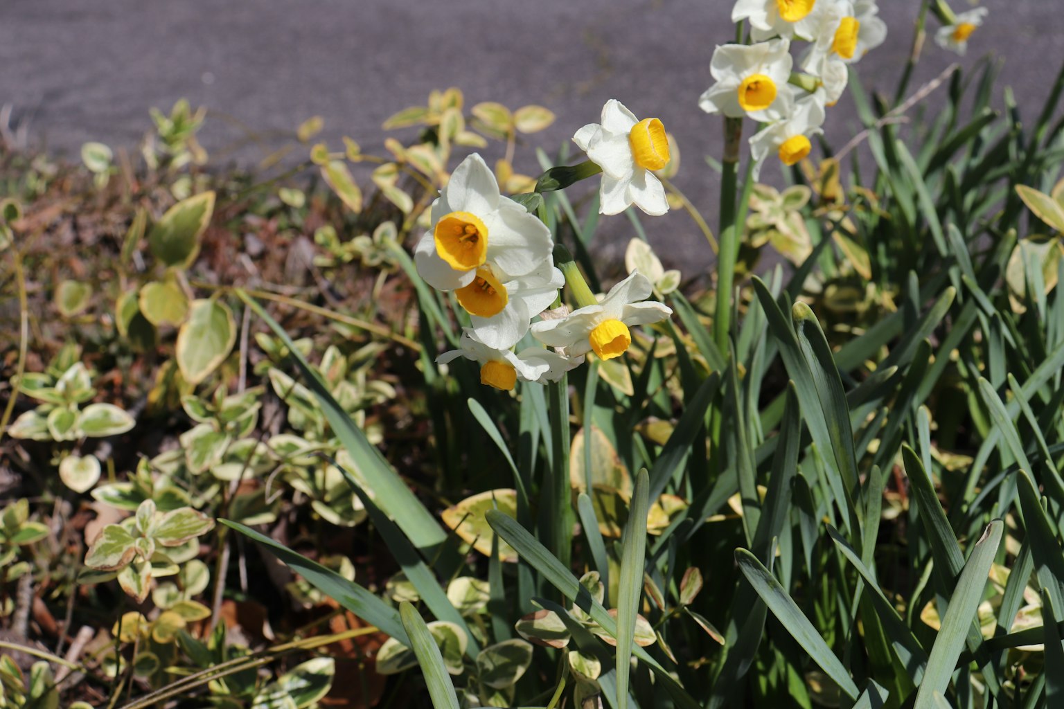 Daffodils with white petals and yellow centers blooming among green leaves