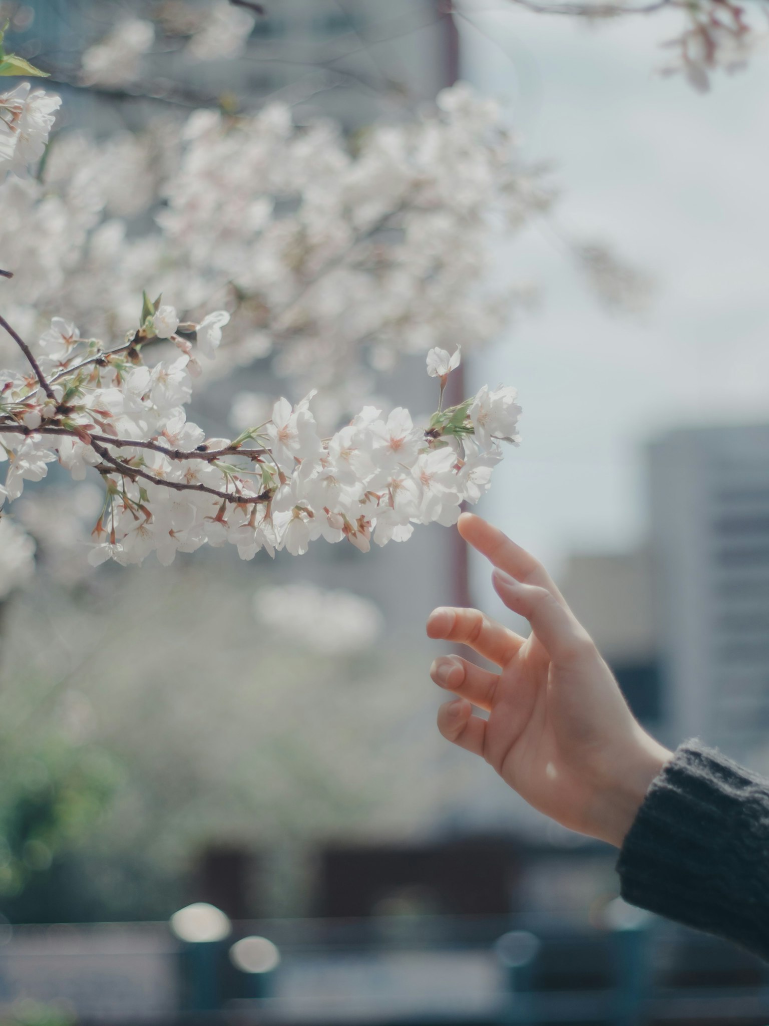 Nahaufnahme einer Hand, die nach Kirschblüten greift, mit verschwommenem urbanen Hintergrund