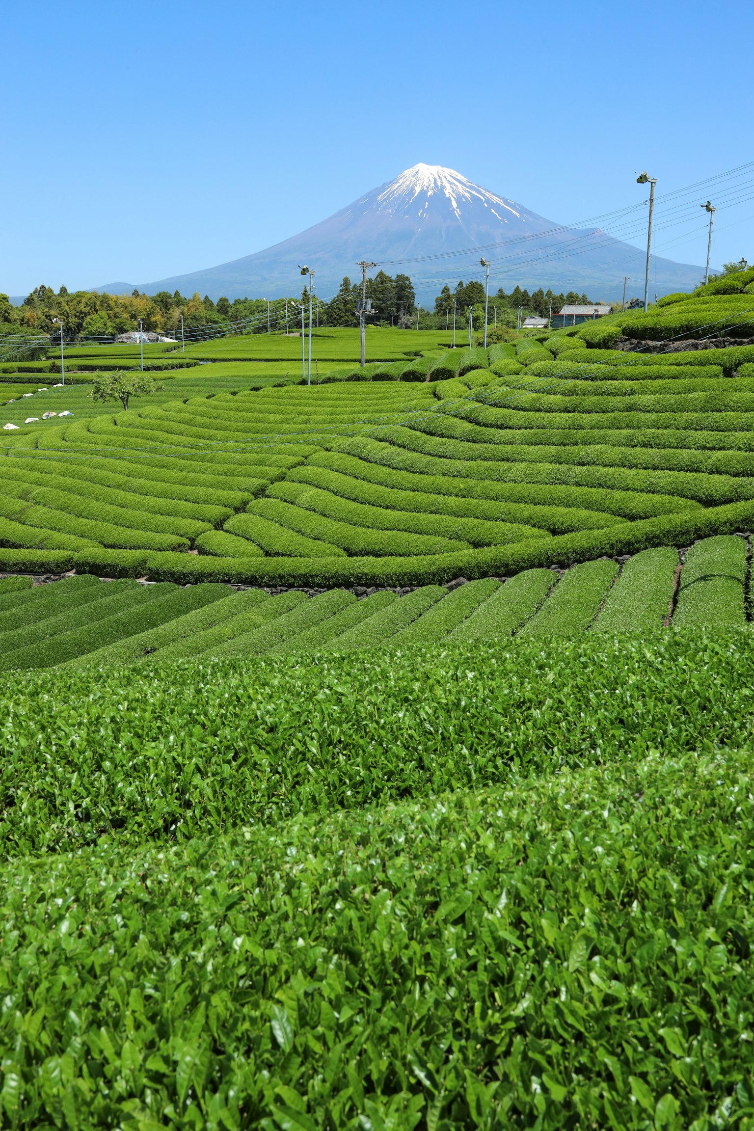Lush green tea fields with Mount Fuji in the background under a clear blue sky