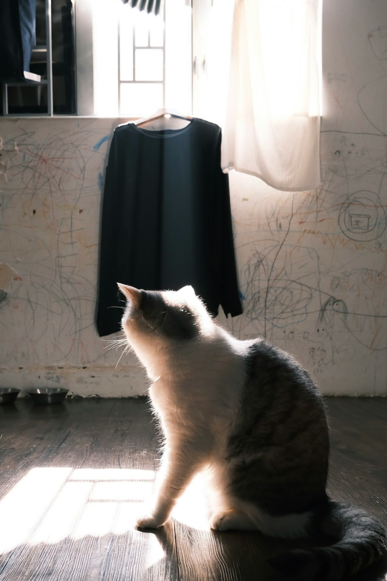 室内墙边坐着的白黑猫和一件深色外套