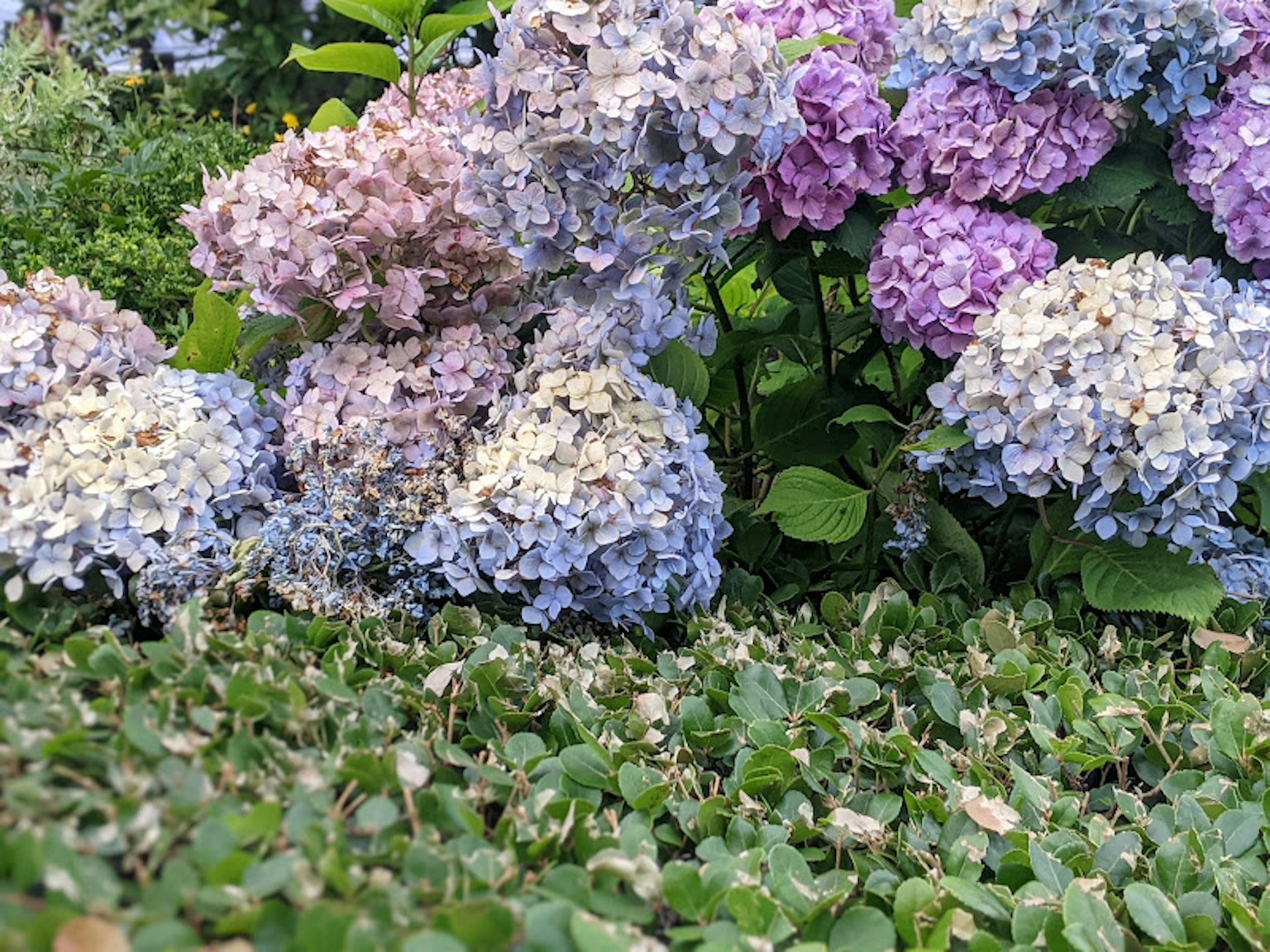 Bunte Hortensienblüten mit grünen Blättern