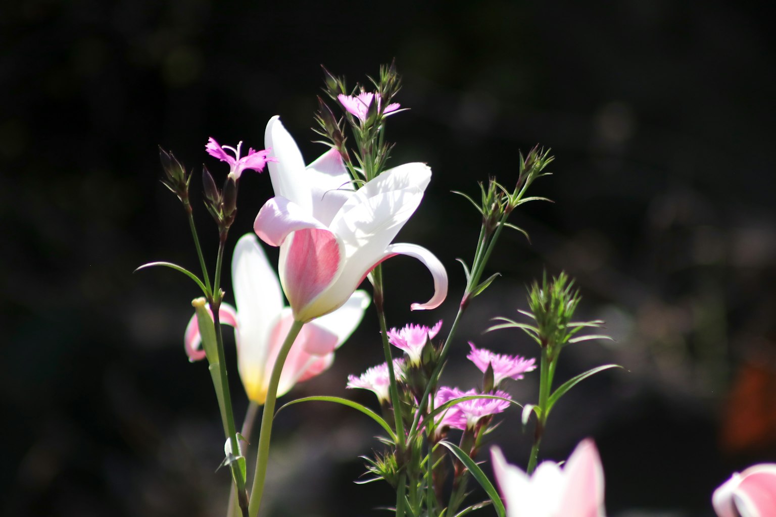 Foto che mostra gigli bianchi e piccoli fiori rosa