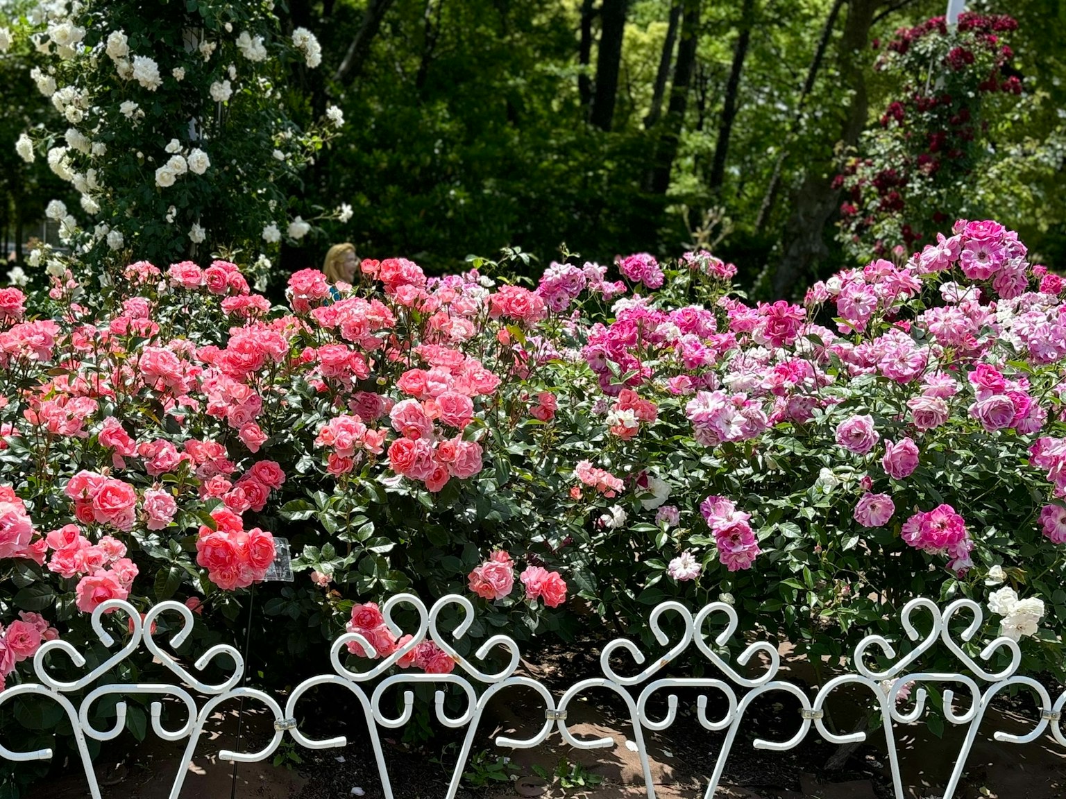 Une scène de jardin avec des roses colorées en fleurs rose et violet clôture blanche au premier plan