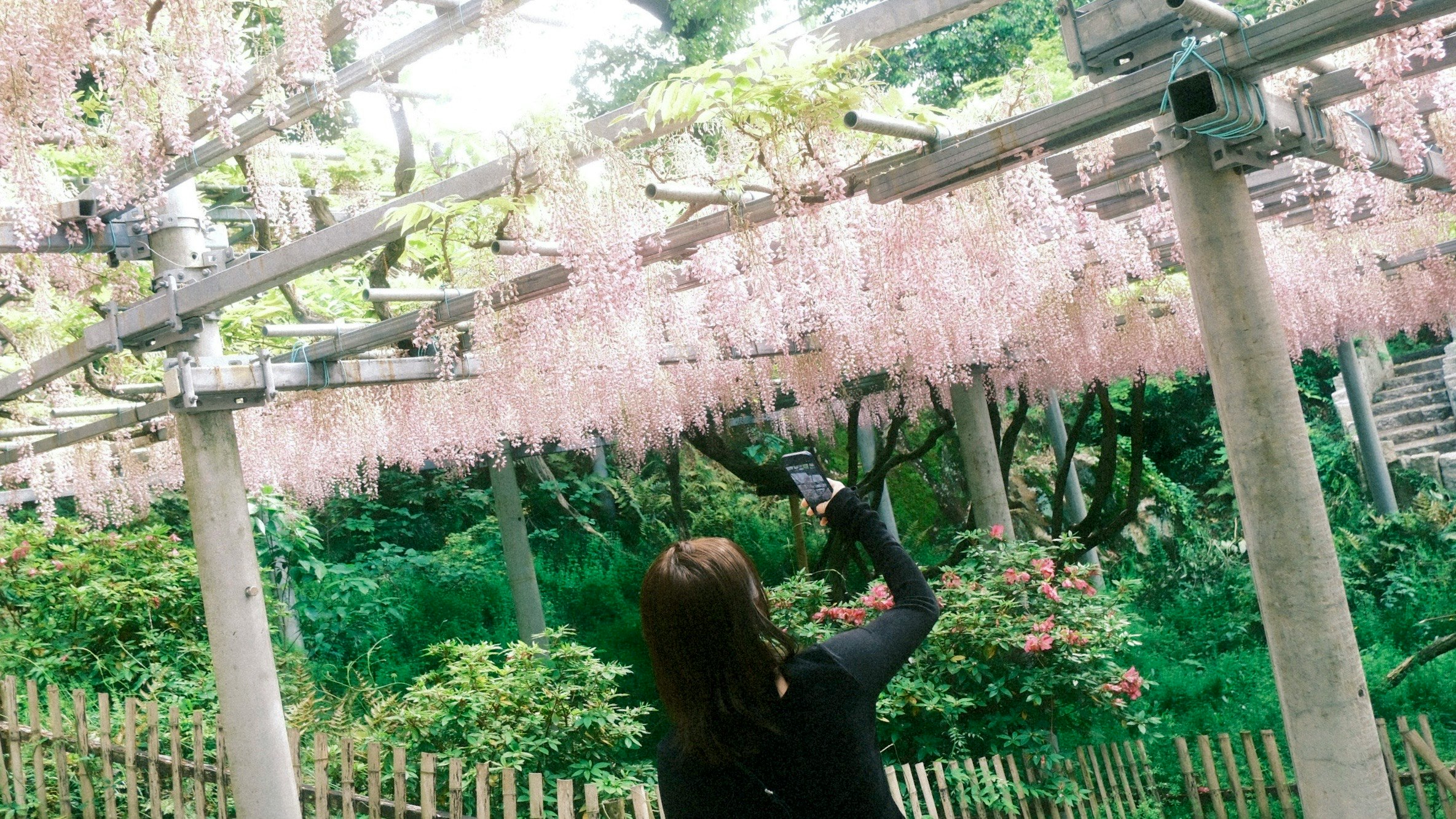 桜の花と鳥居のある神社の庭で手を伸ばす女性