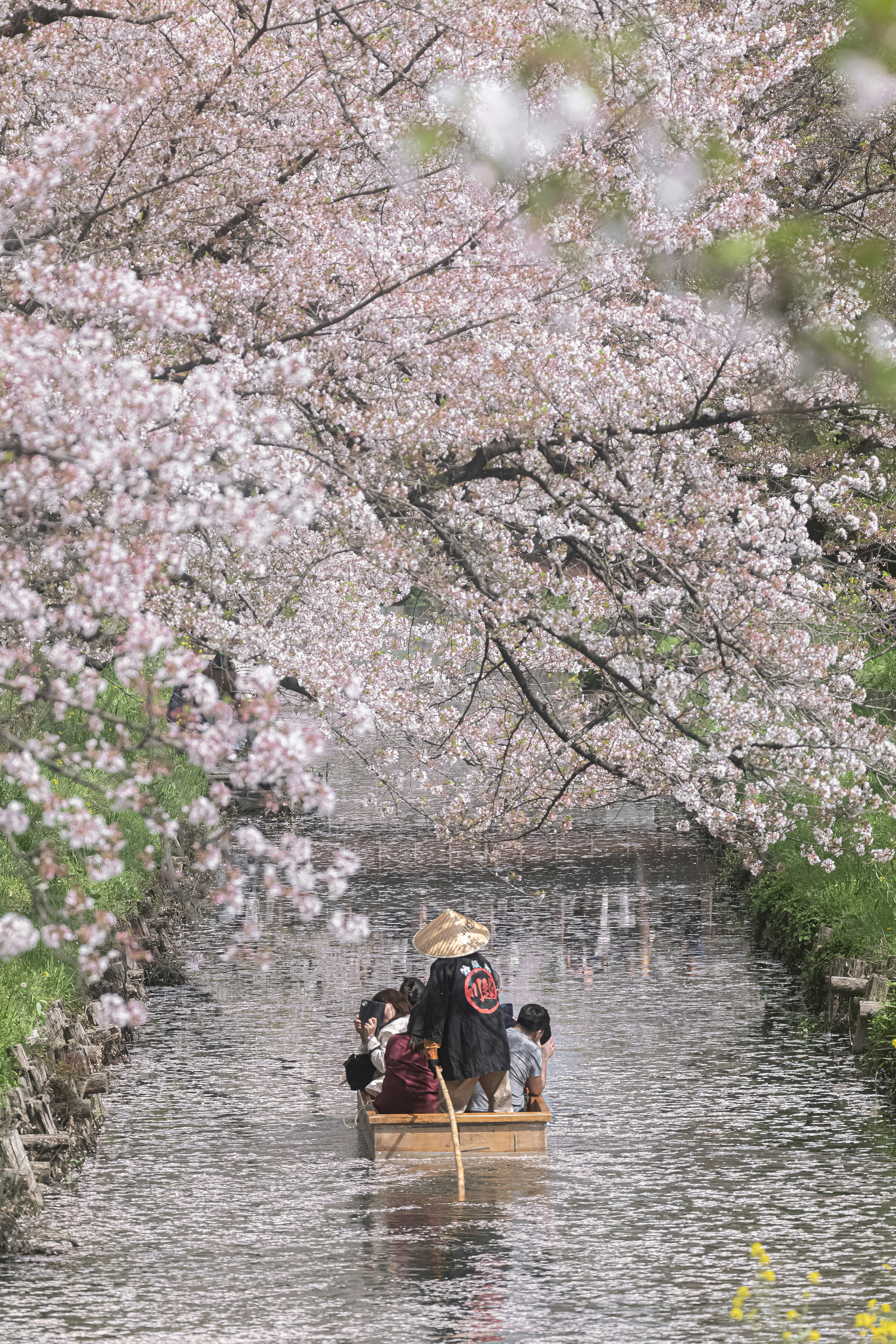 桜並木の川を進む屋形船の人々