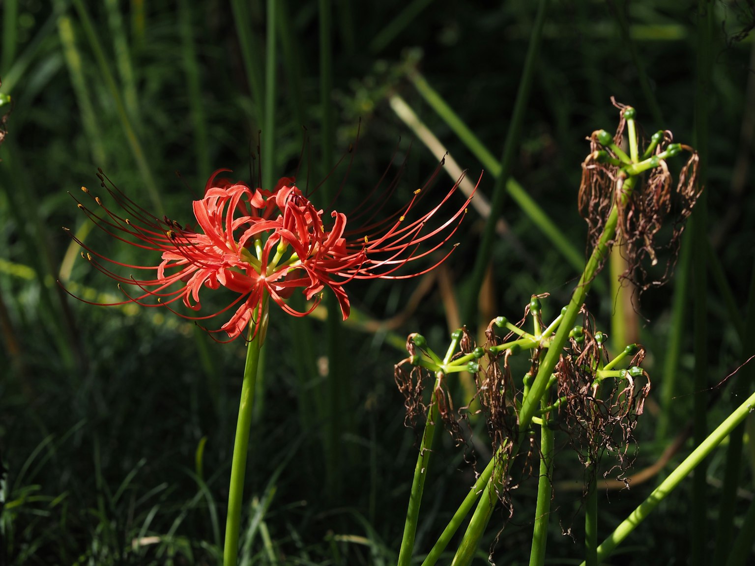 Red spider lily stands out against a green background