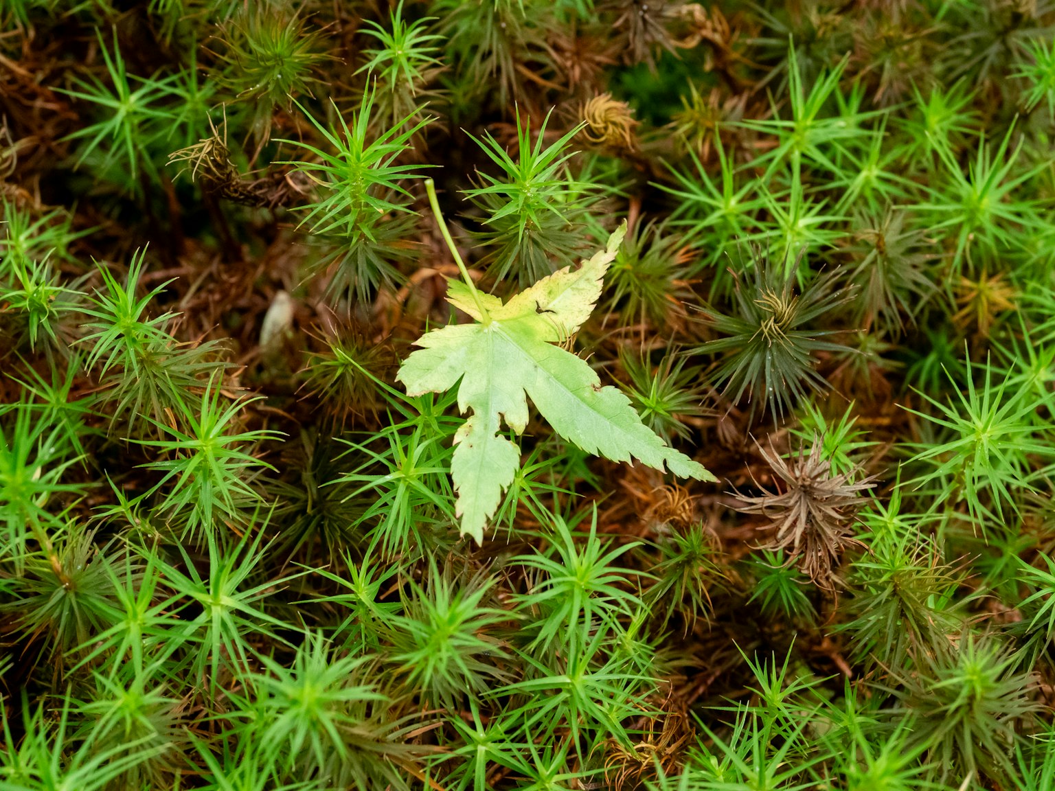 A maple leaf resting on vibrant green moss