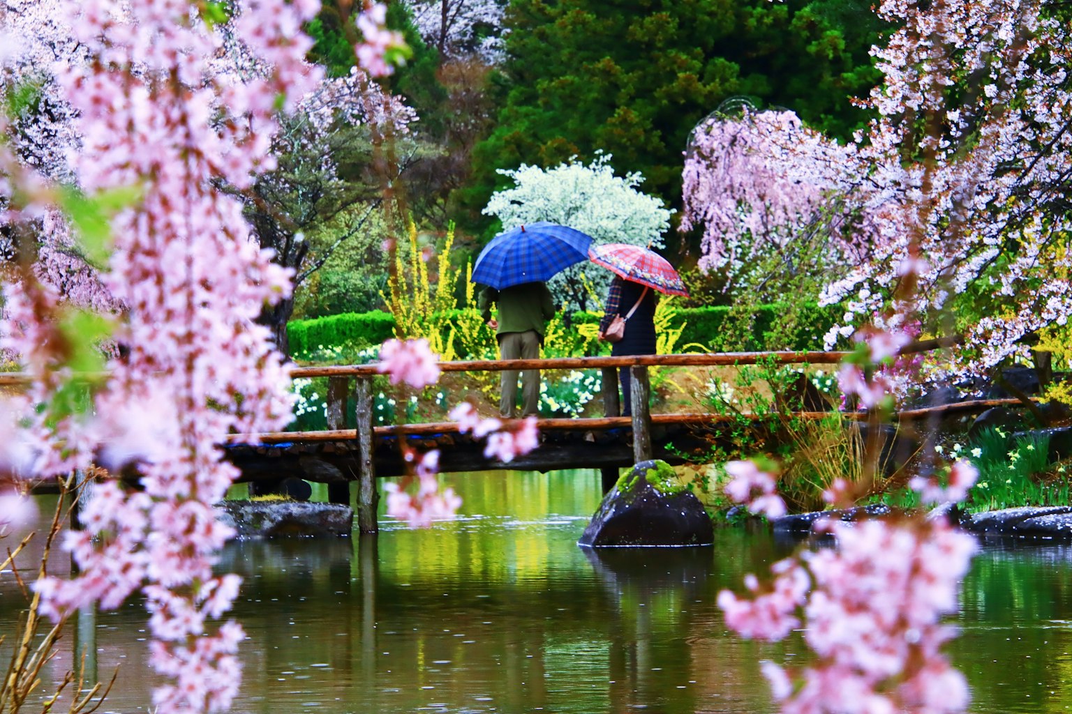 Due persone con ombrelli su un ponte sopra uno stagno circondato da fiori di ciliegio