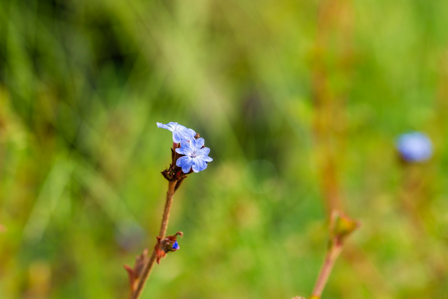 Une délicate fleur bleue se détache sur un fond vert
