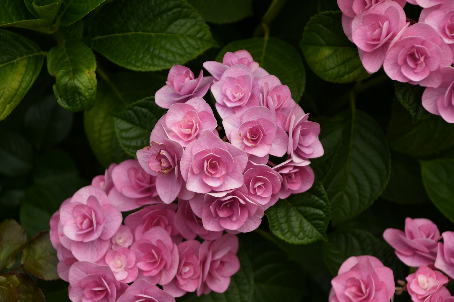 Nahaufnahme von rosa Blumen zwischen grünen Blättern