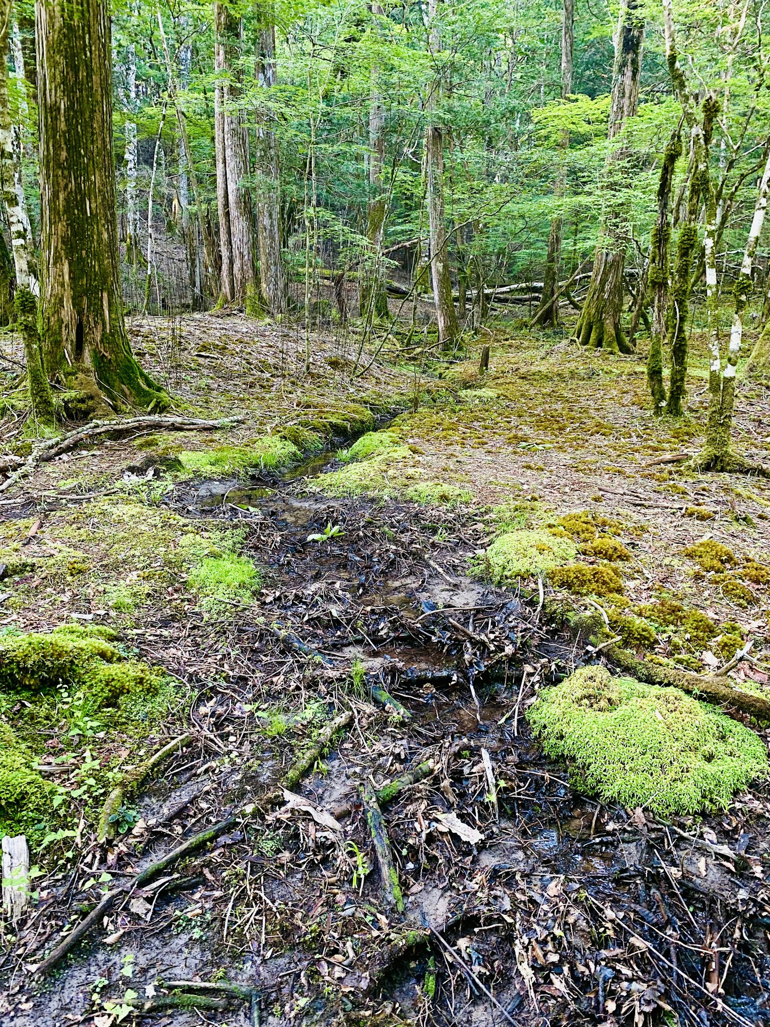 Un sendero húmedo en un bosque con suelo cubierto de musgo