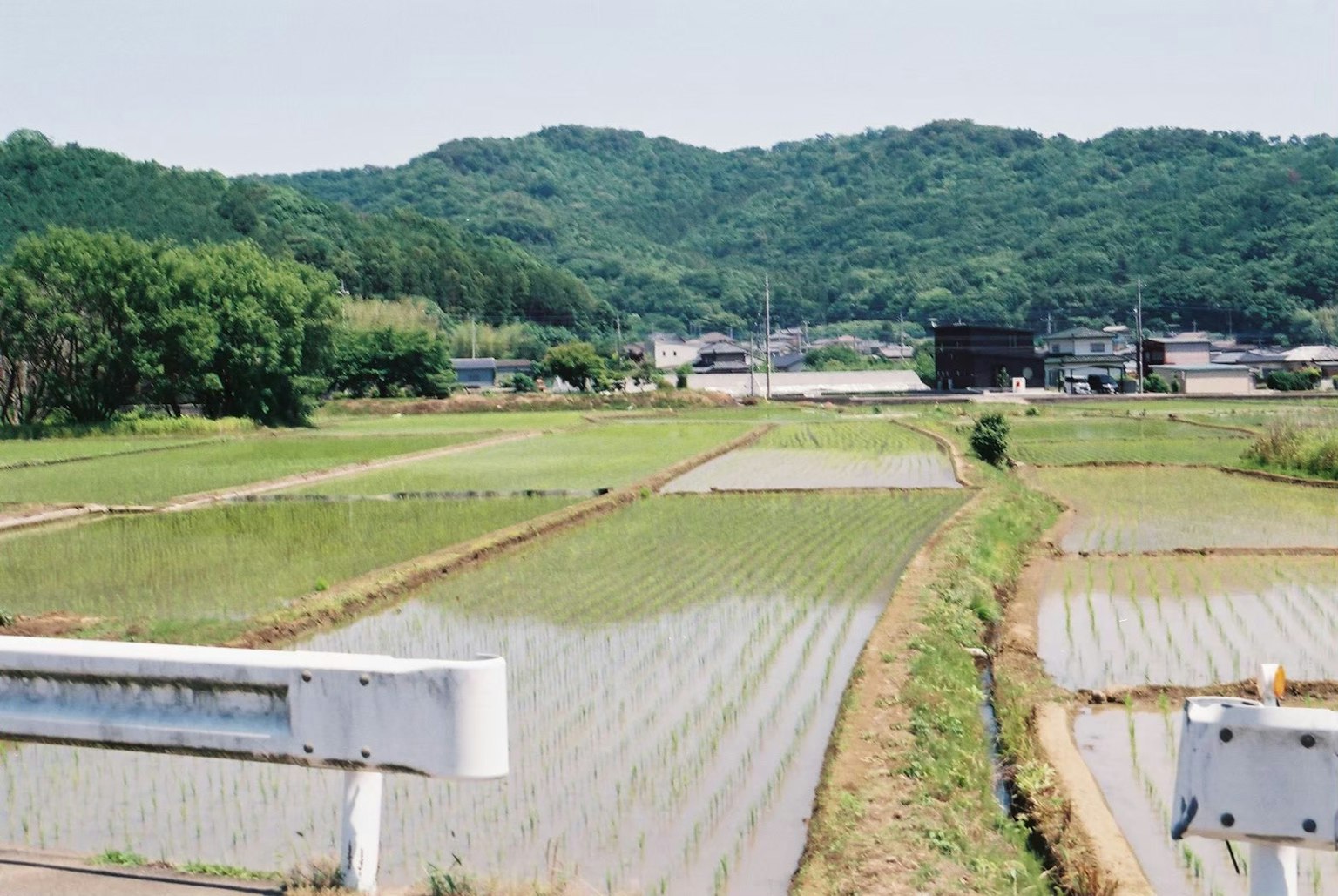 Pemandangan pedesaan dengan sawah dan pegunungan di latar belakang