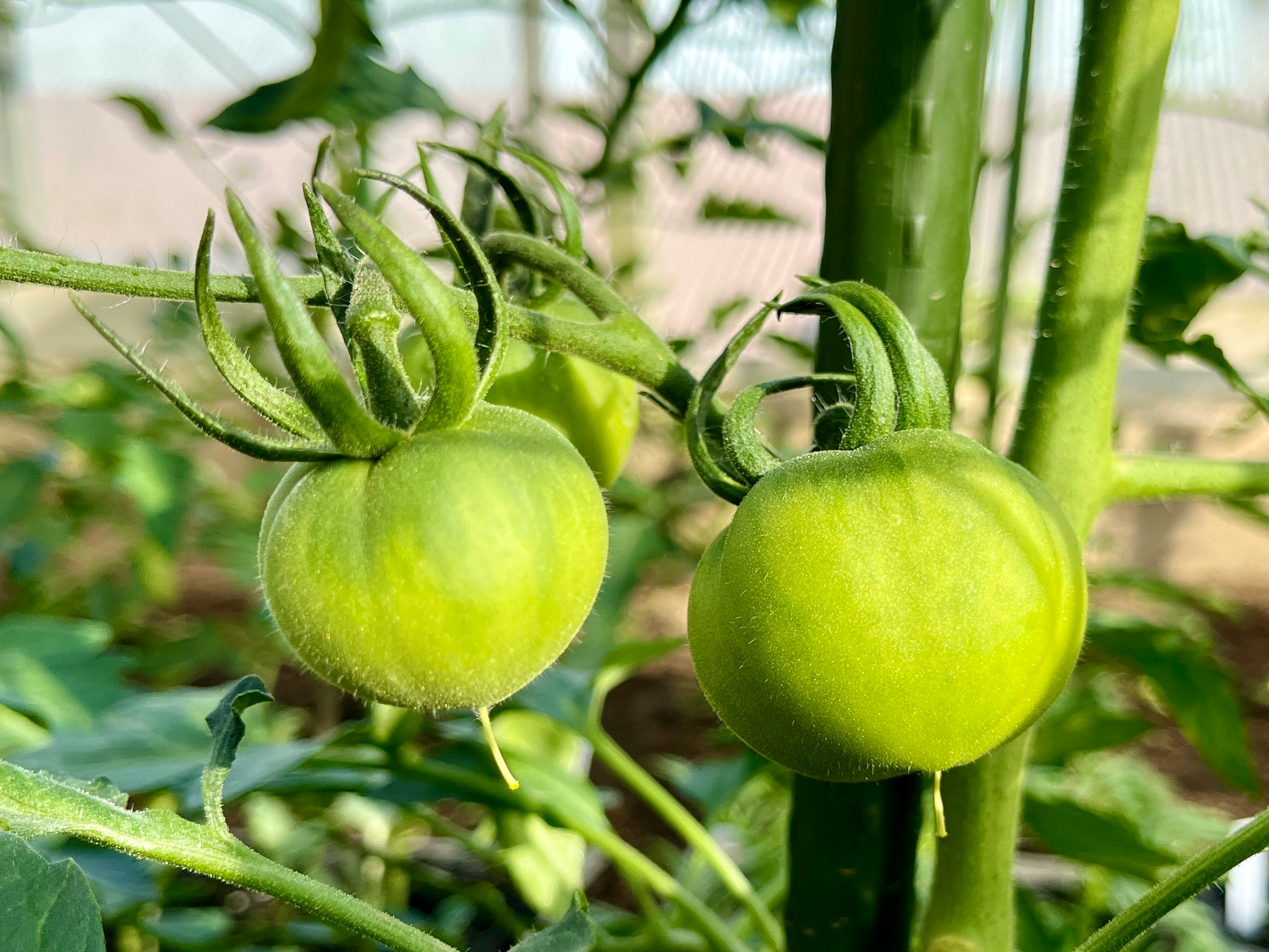 緑の実が実ったトマトの枝先