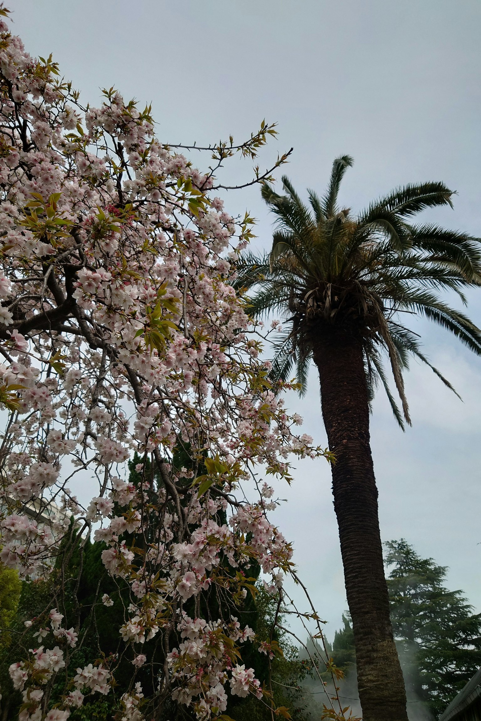 Un paysage avec des cerisiers en fleurs et un palmier