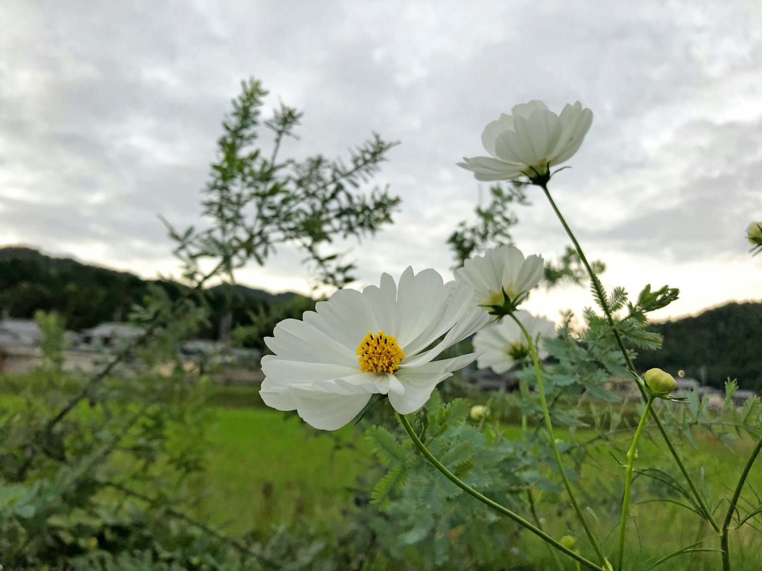 Weiße Blumen mit gelben Zentren zwischen grünen Blättern