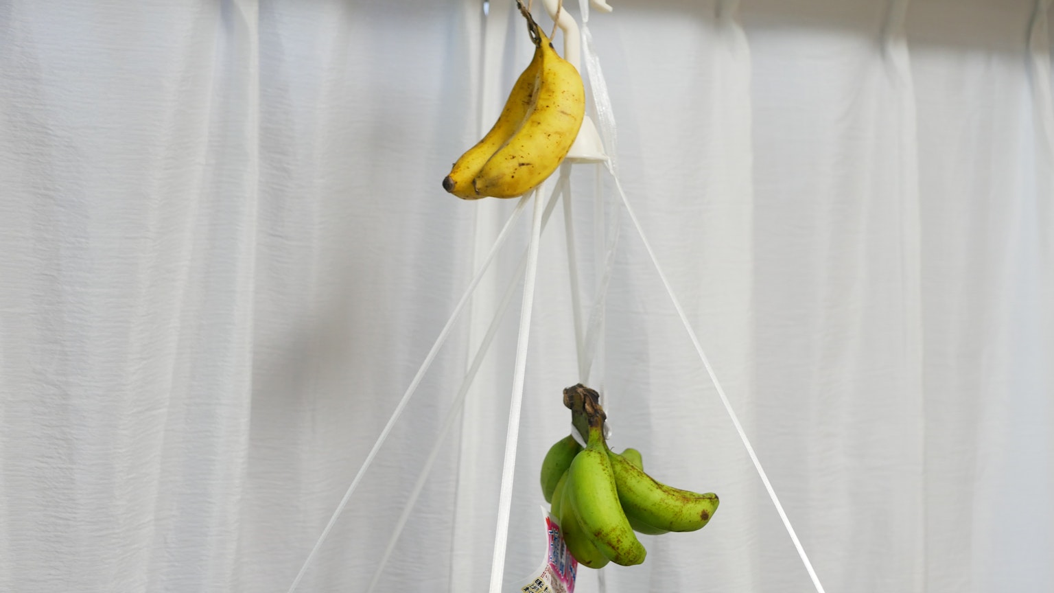 Une banane jaune et une grappe de bananes vertes suspendues devant un rideau blanc