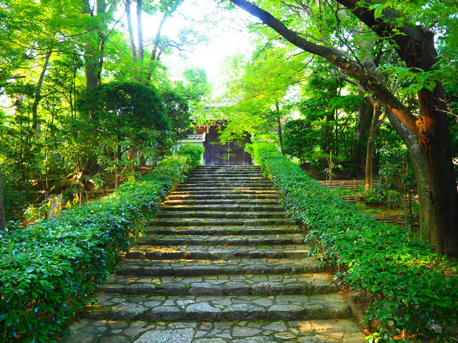 綠樹成蔭的花園中的石階