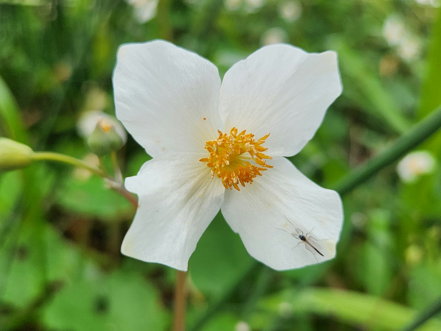 Eine weiße Blume mit orangefarbenen Staubblättern in der Mitte