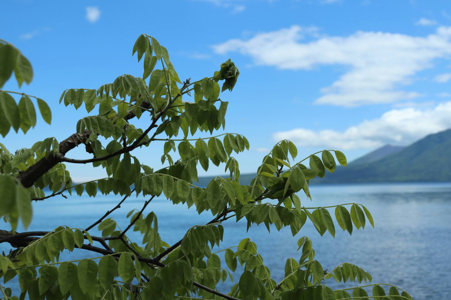 藍天和湖泊背景下的繁茂綠葉樹枝