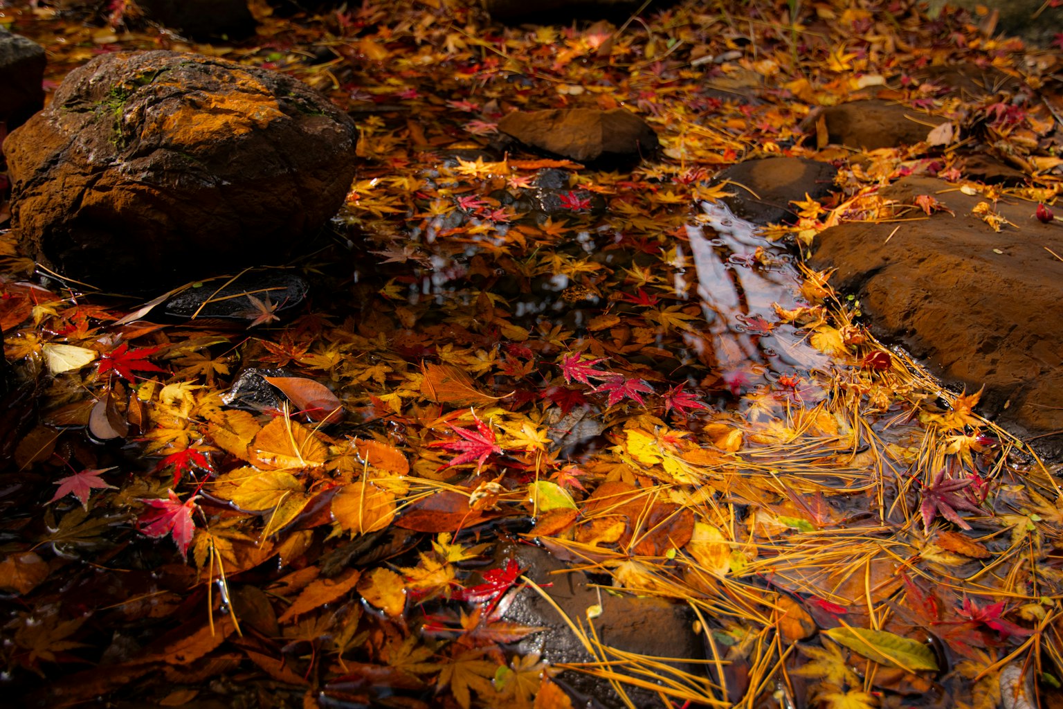 A beautiful scene with autumn-colored leaves floating on the water's surface