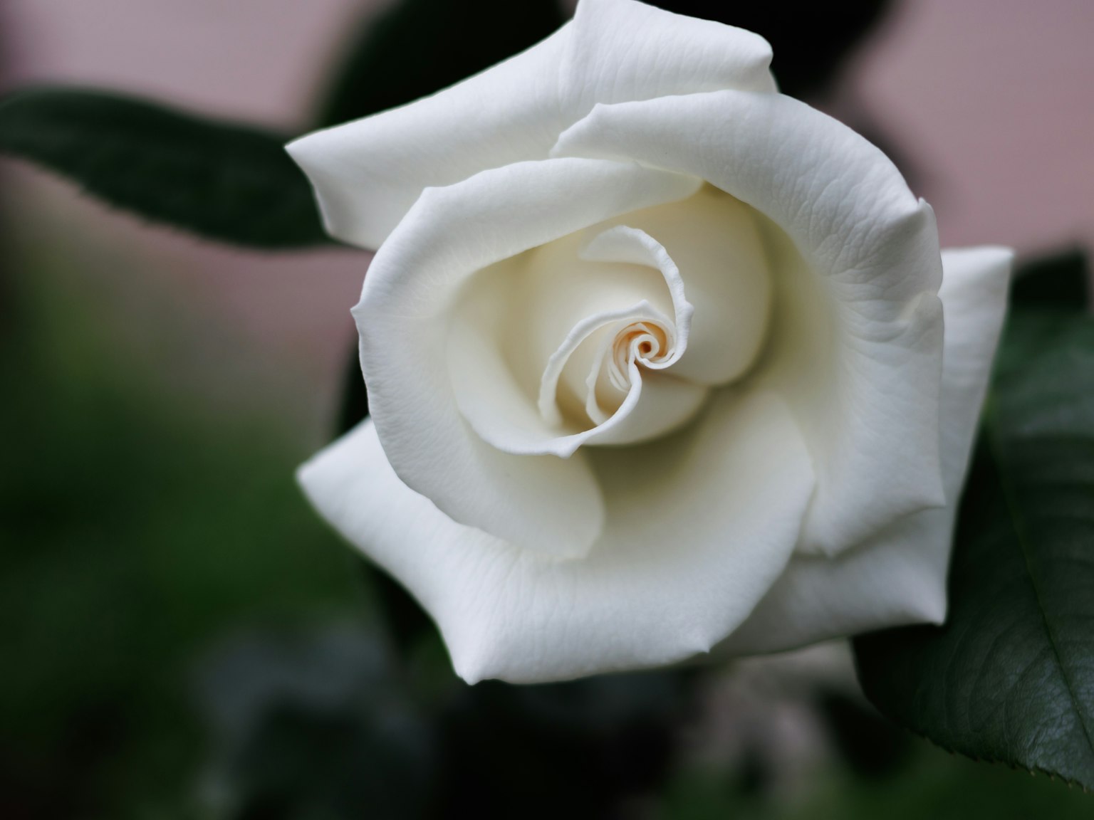 Eine blühende weiße Rose mit zarten Blütenblättern