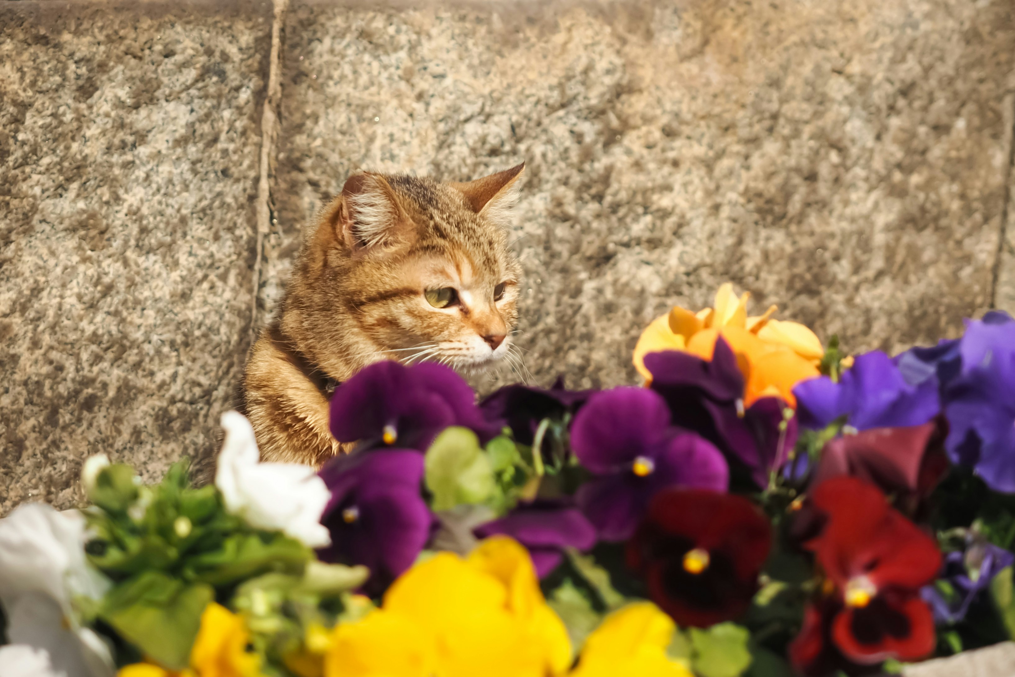 花束の前でくつろぐ茶トラの猫