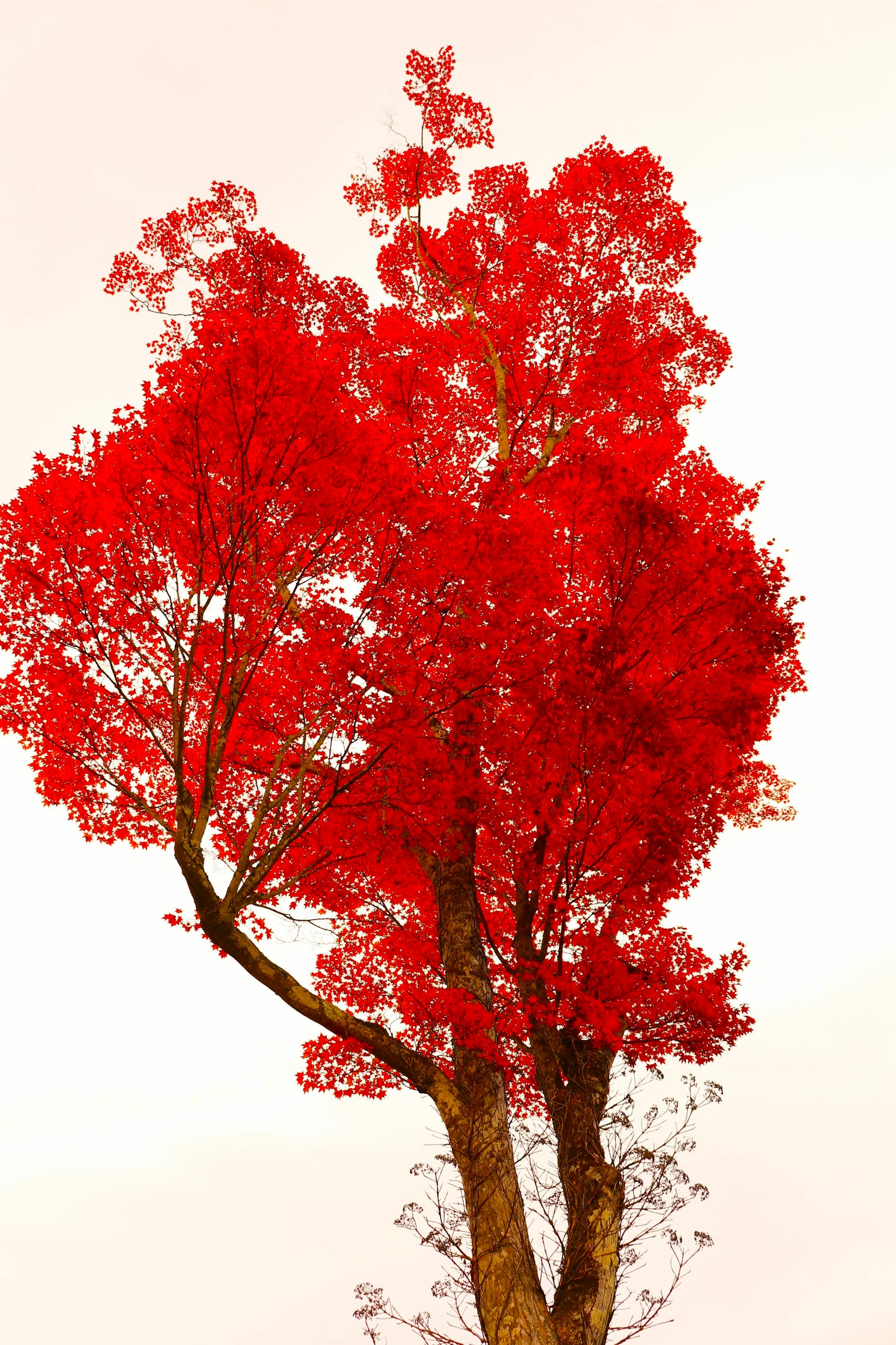 Siluet pohon dengan daun merah cerah