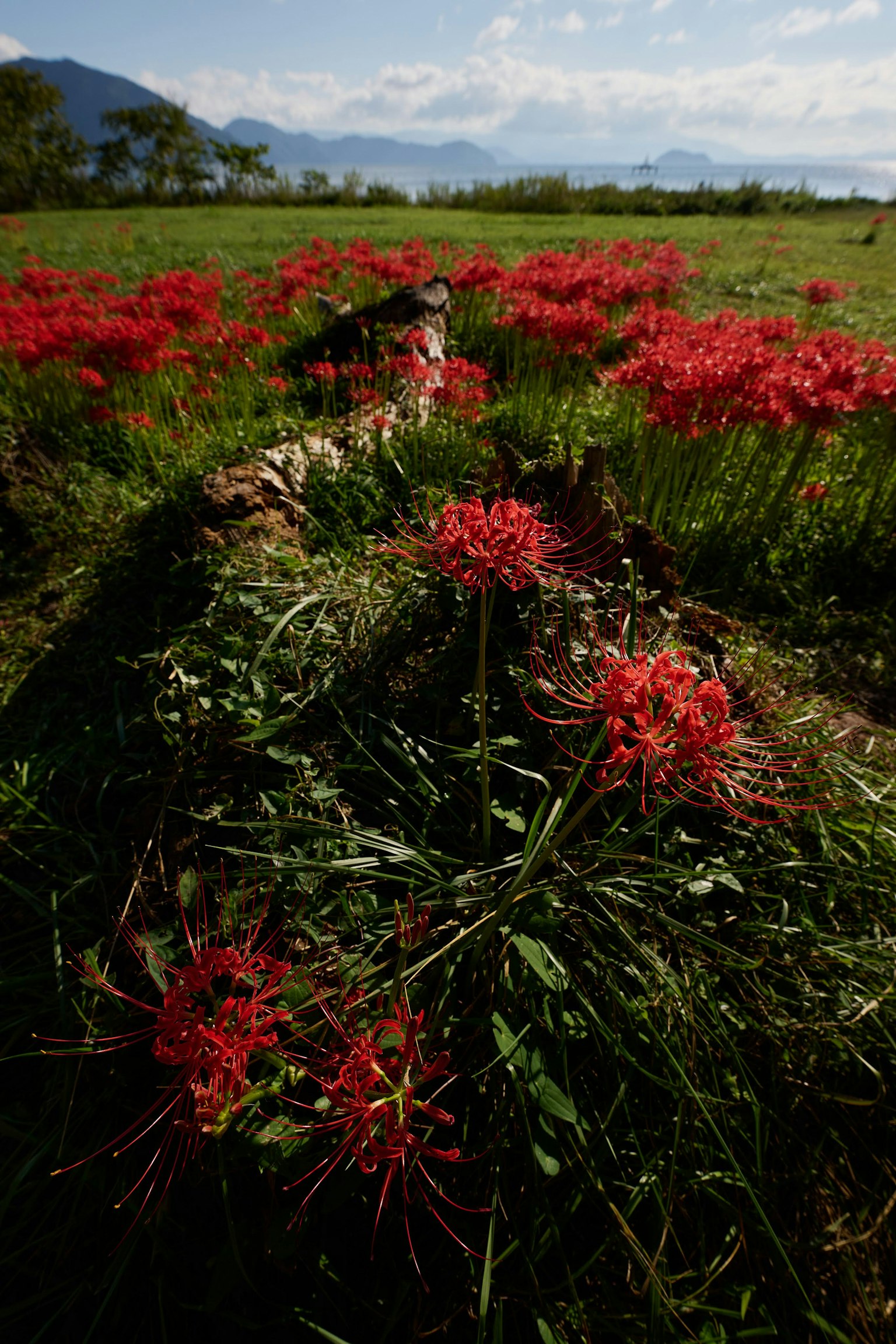 Lebendige rote Spinnenlilien blühen auf einem grünen Feld unter einem blauen Himmel