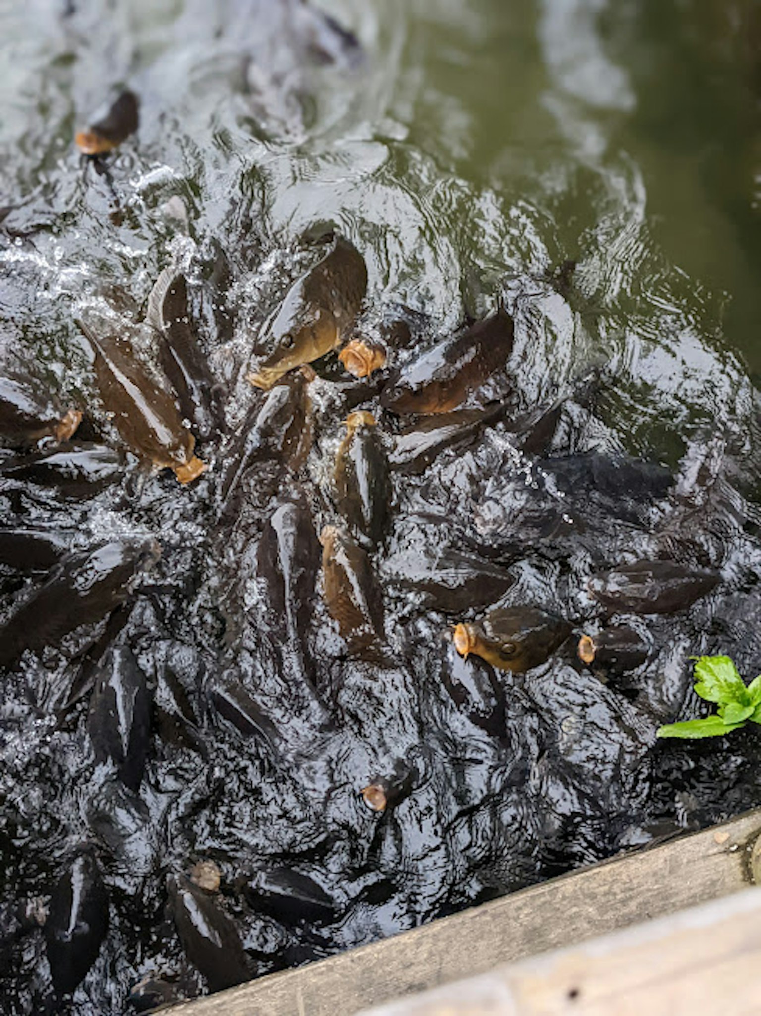 水中聚集的魚群與周圍的水生植物