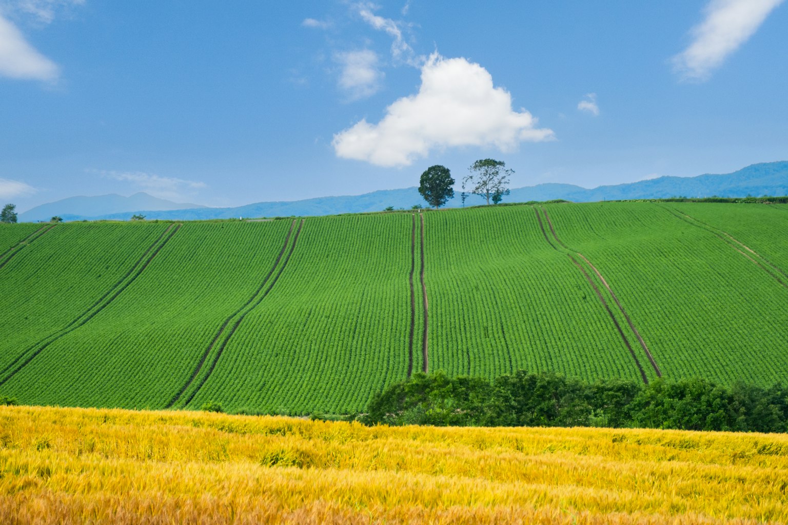 Lebendige grüne Felder mit gelbem Gras unter einem blauen Himmel