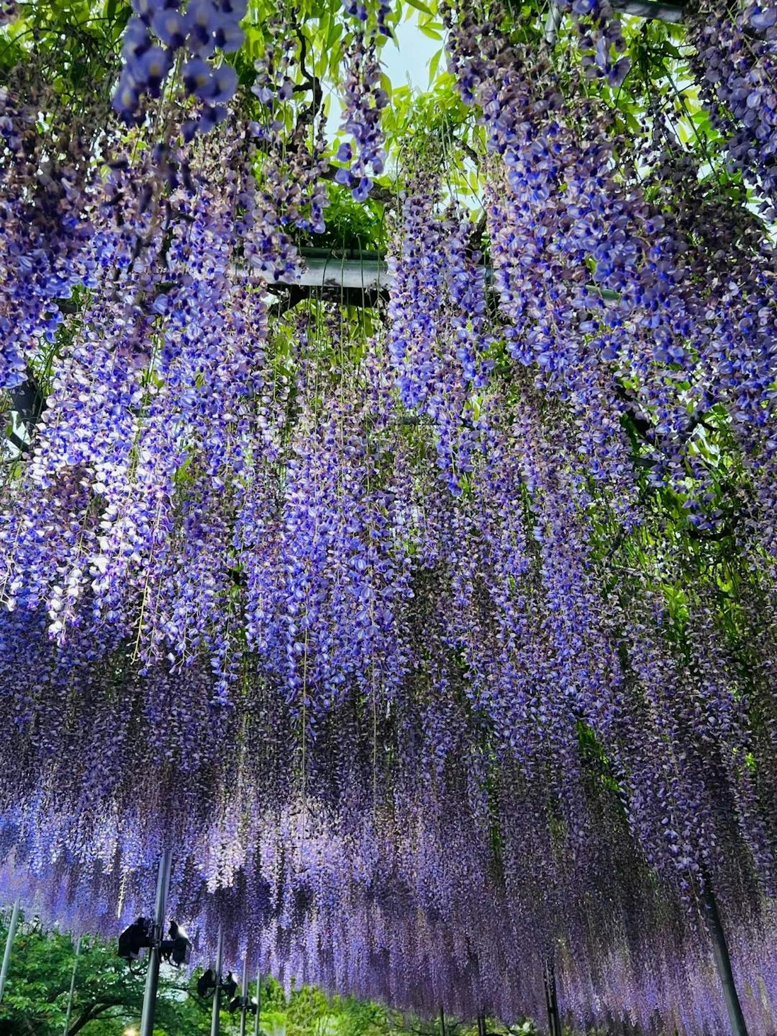 美麗的垂掛紫藤花展示