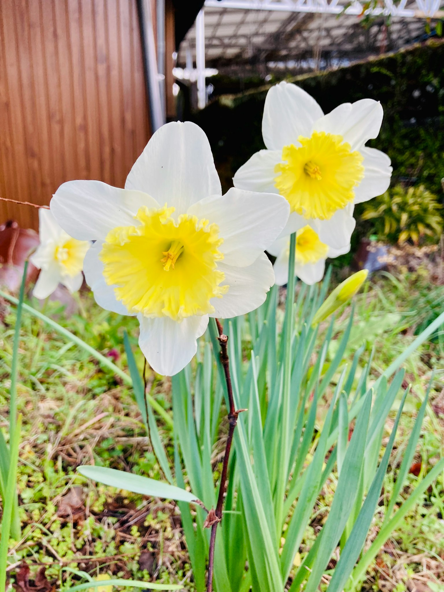 Fiori di narciso in un giardino con centri gialli