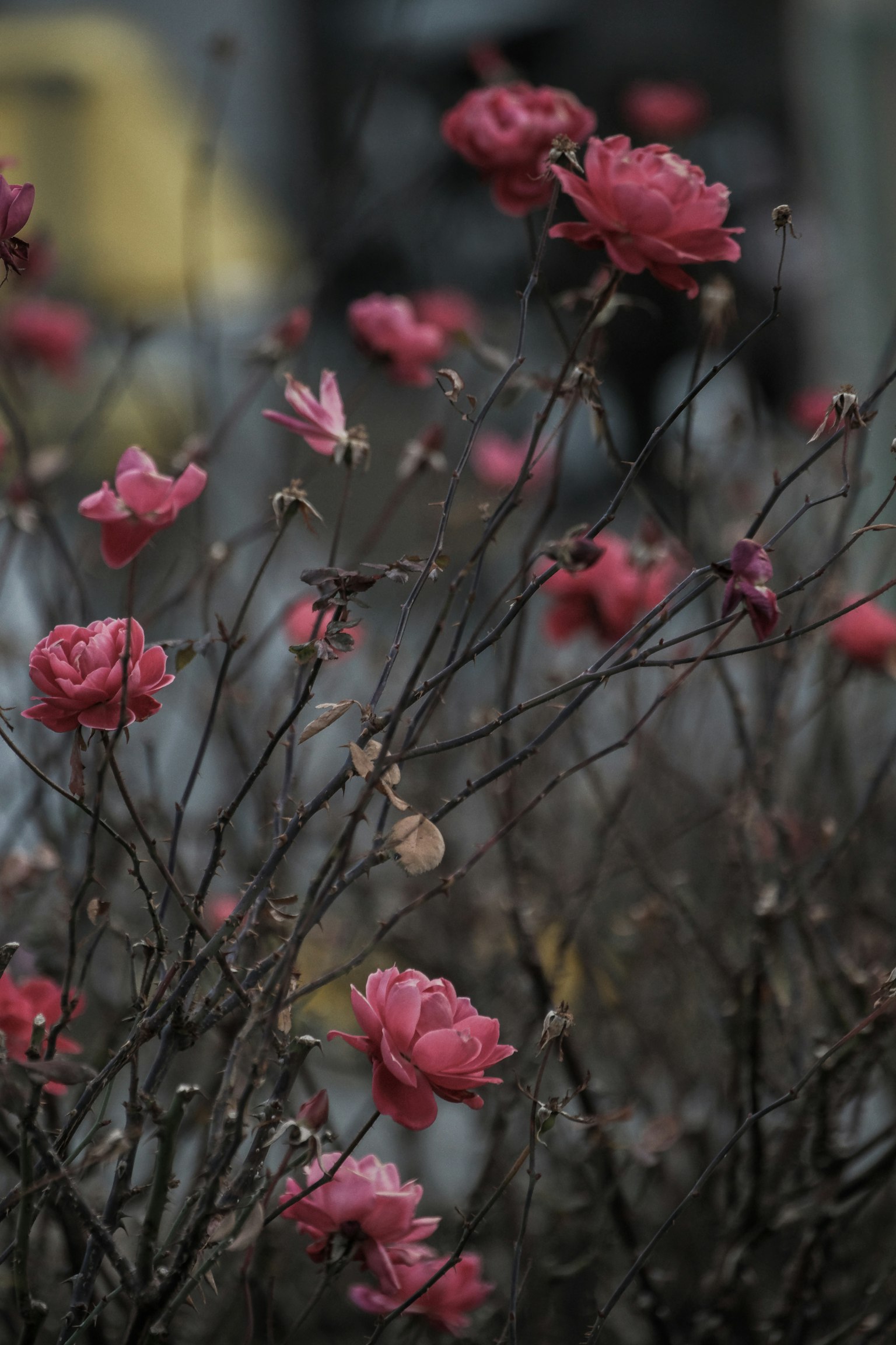 Bild mit rosa Rosen, die vor einem dunklen Hintergrund blühen
