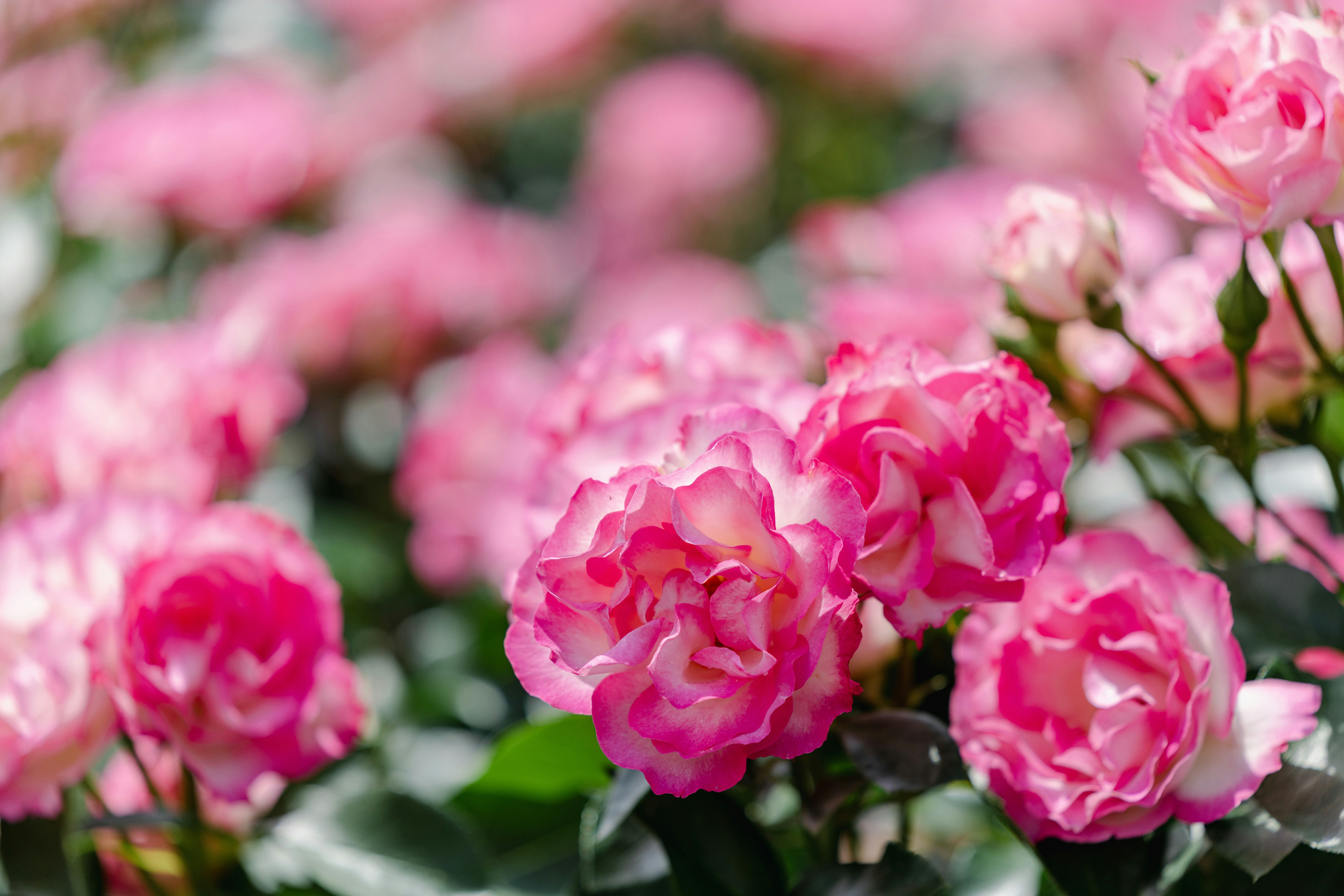 ピンクのバラが咲き誇る花畑のクローズアップ