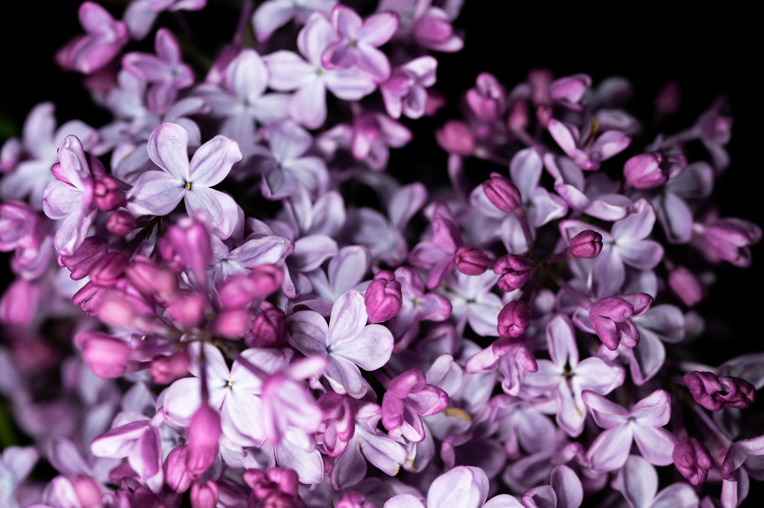 Image en gros plan de fleurs de lilas de teintes violettes