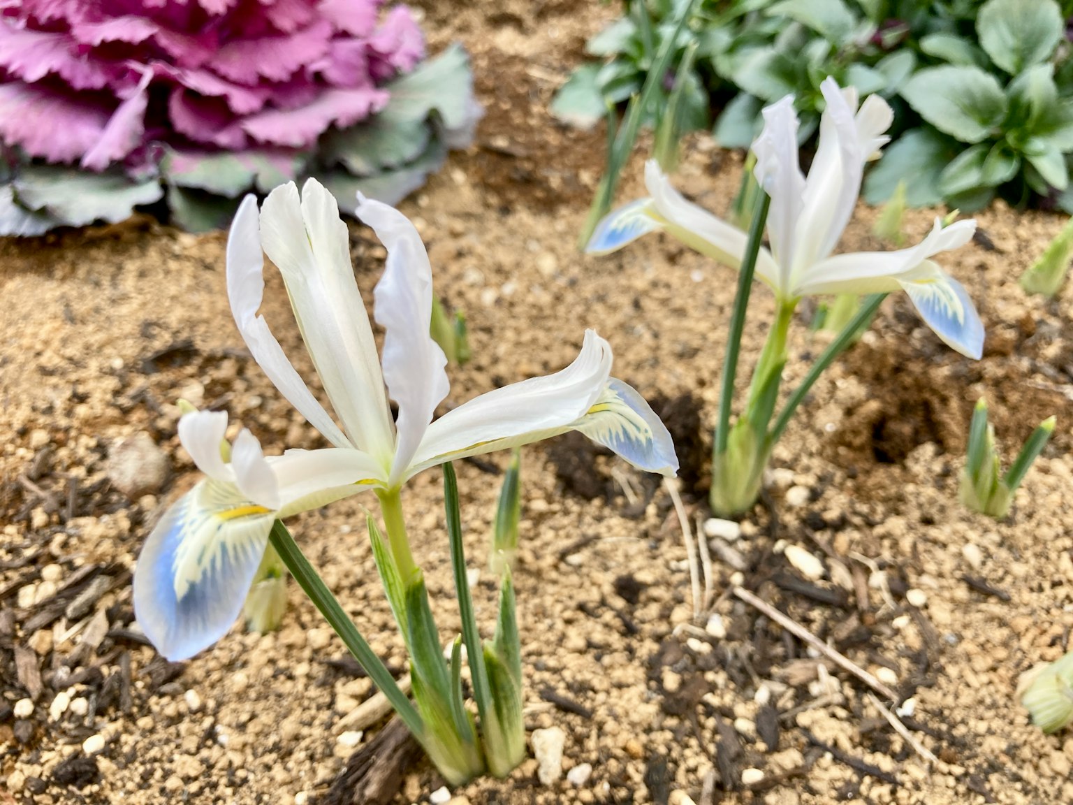 White iris flowers with purple ornamental cabbage in the background