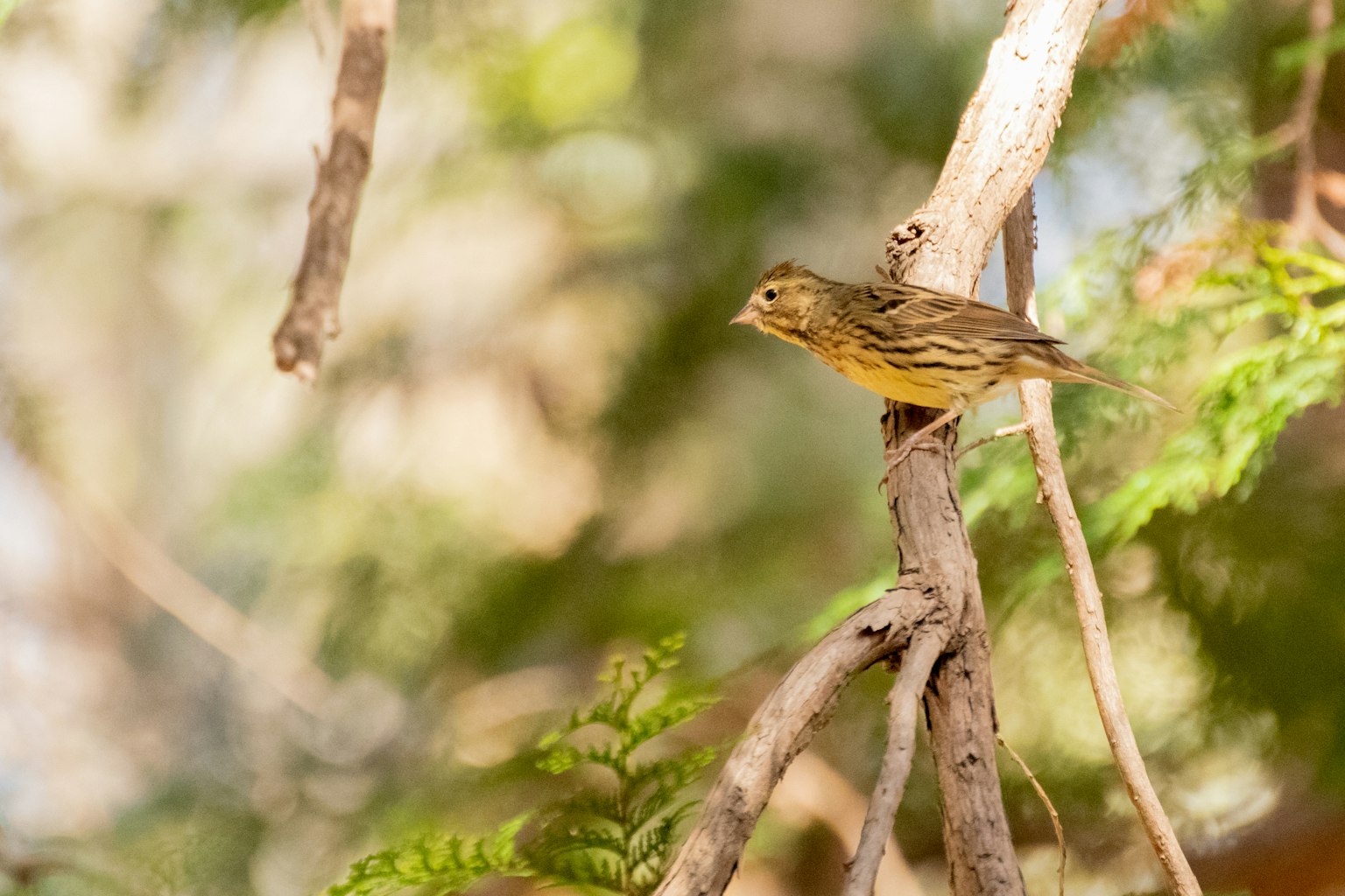 A small bird perched on a branch with blurred foliage in the background