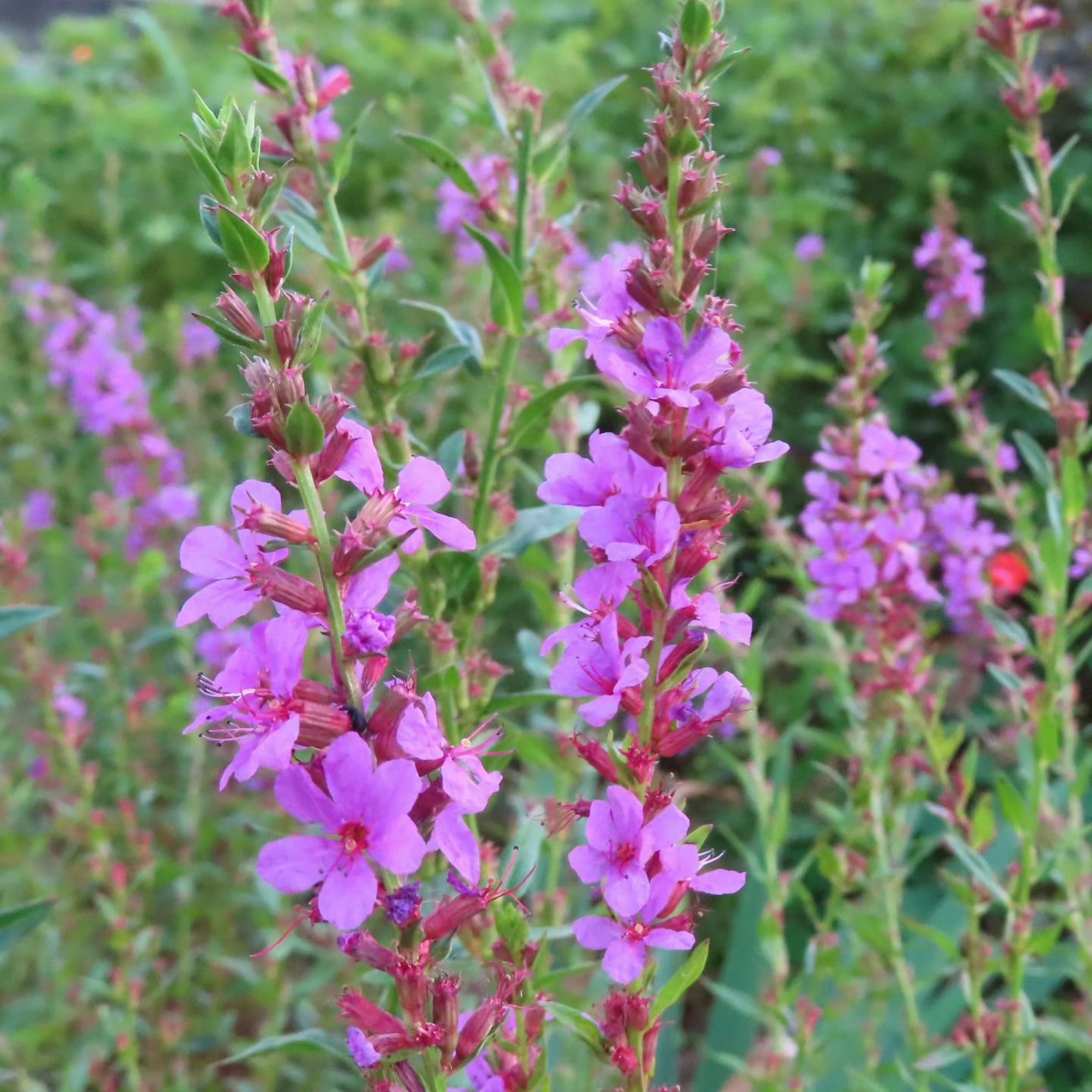 Clusters of vibrant pink flowers blooming in a garden