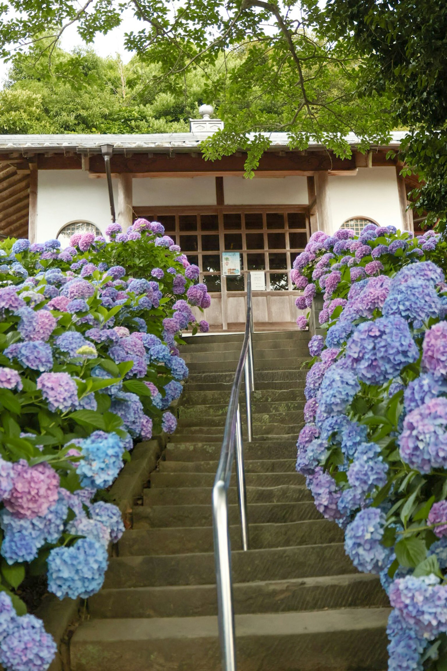 Escaliers bordés d'hortensias en fleurs menant à un bâtiment