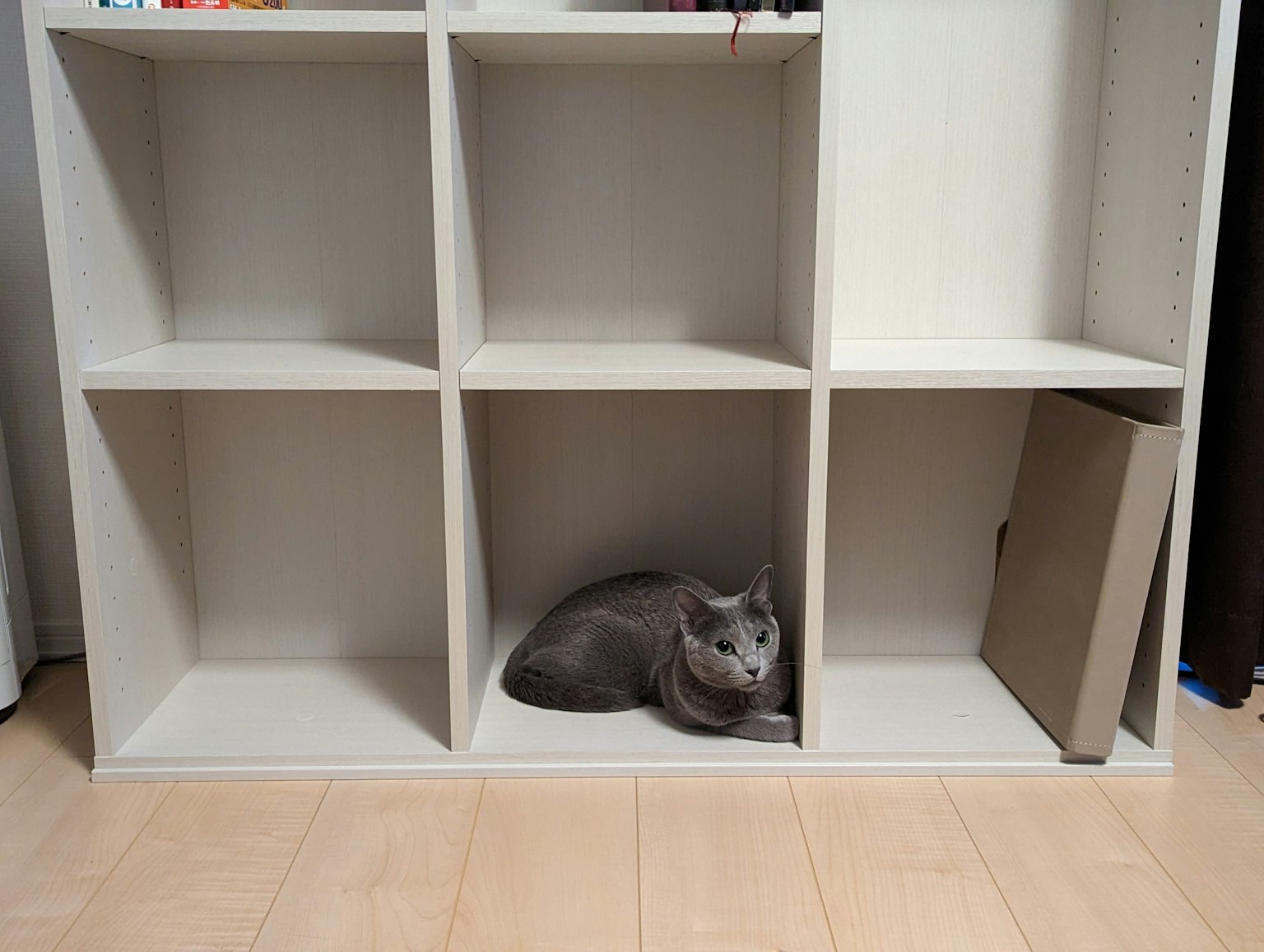 Un chat gris se reposant dans une niche de bibliothèque blanche