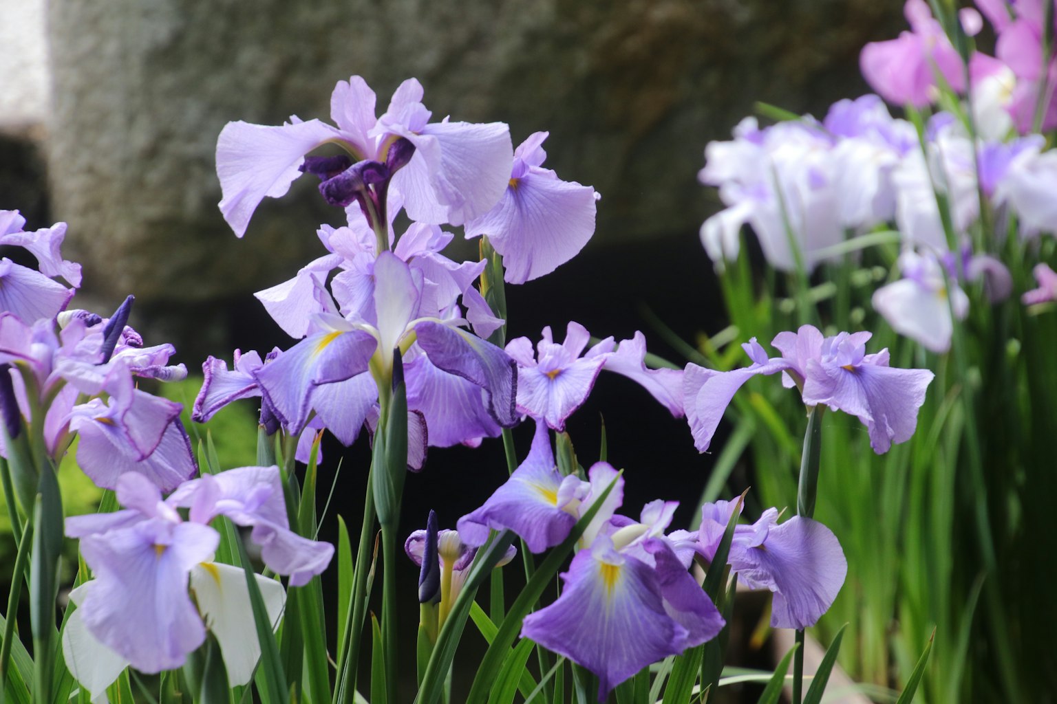Raggruppamento di bellissimi fiori di iris viola