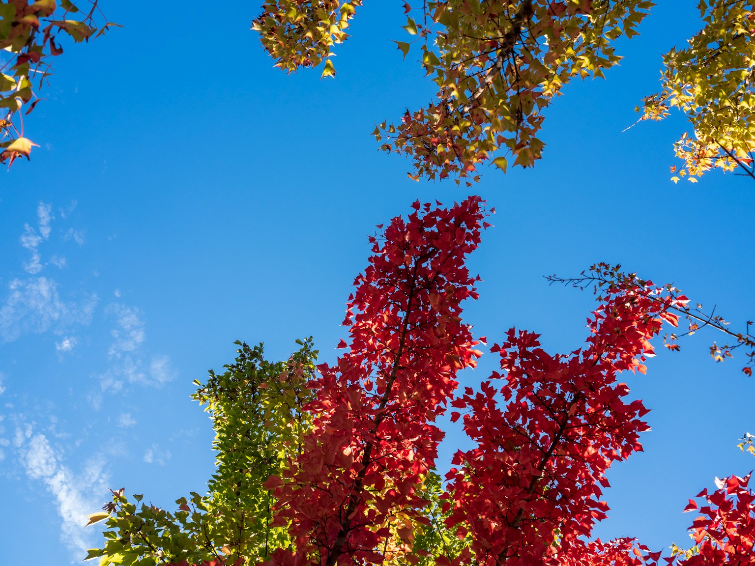 Árboles con hojas rojas y amarillas bajo un cielo azul