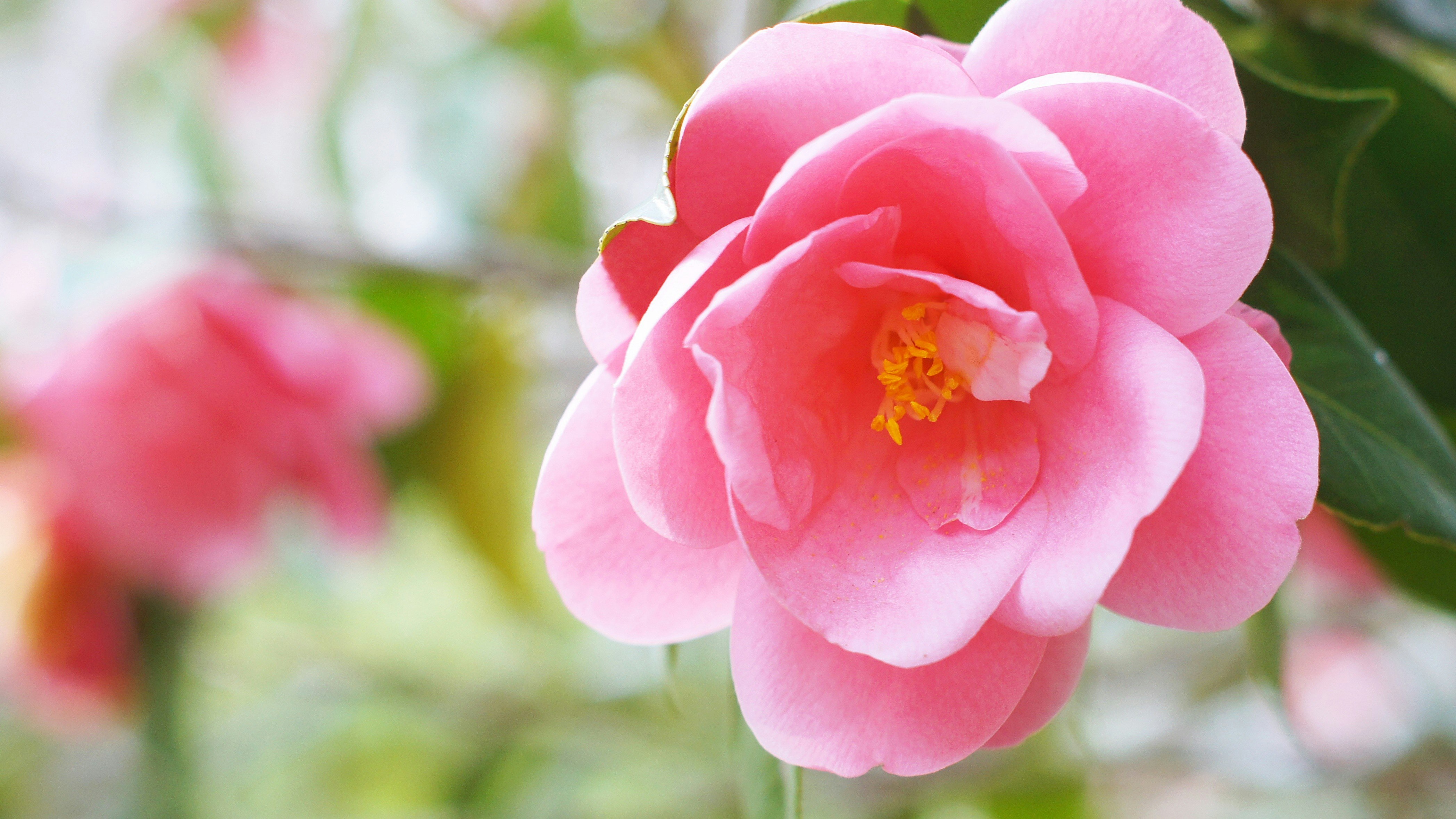 ピンクの椿の花が咲く庭の花壇