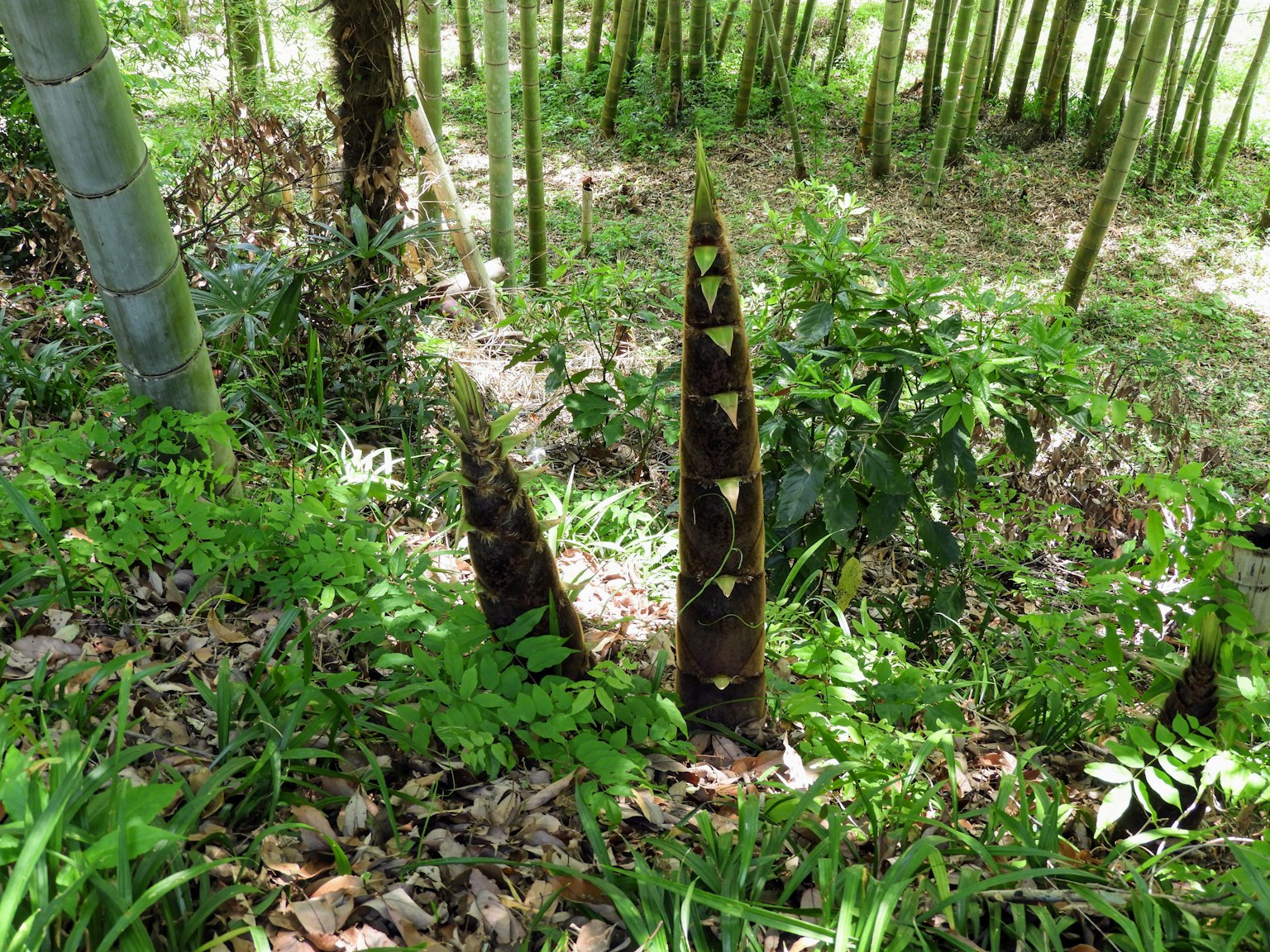 竹筍從地面冒出，周圍是綠色的草和葉子