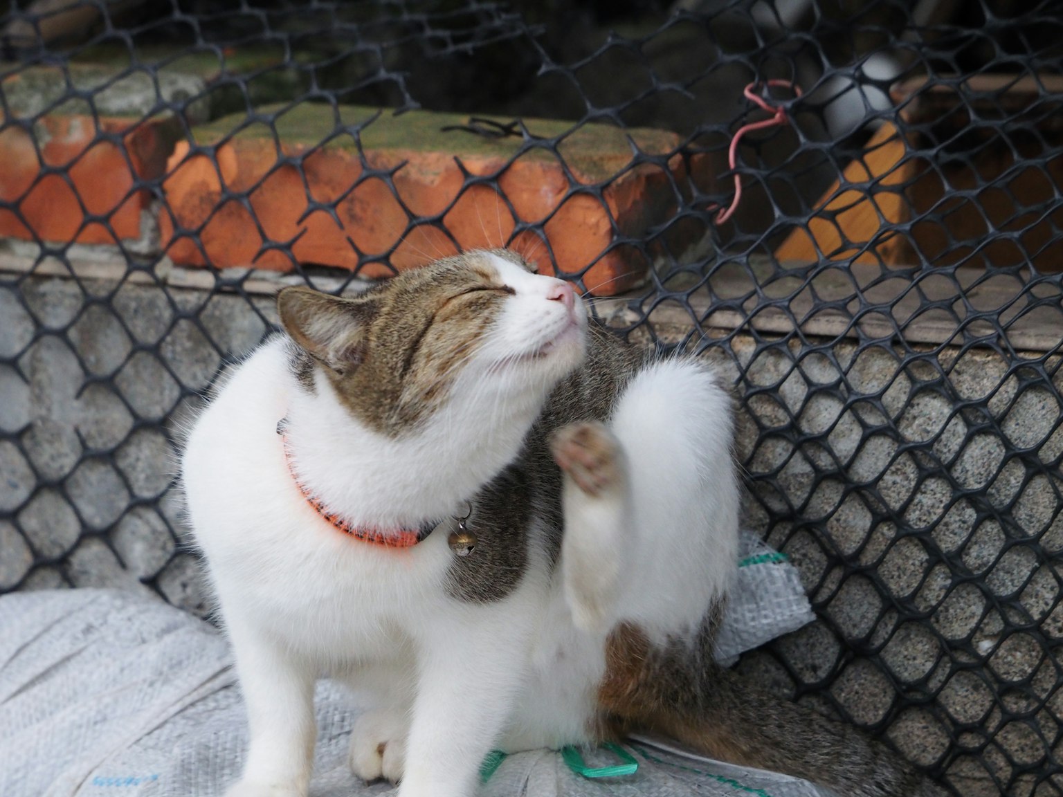 Eine Katze, die sich in der Nähe eines Zauns kratzt