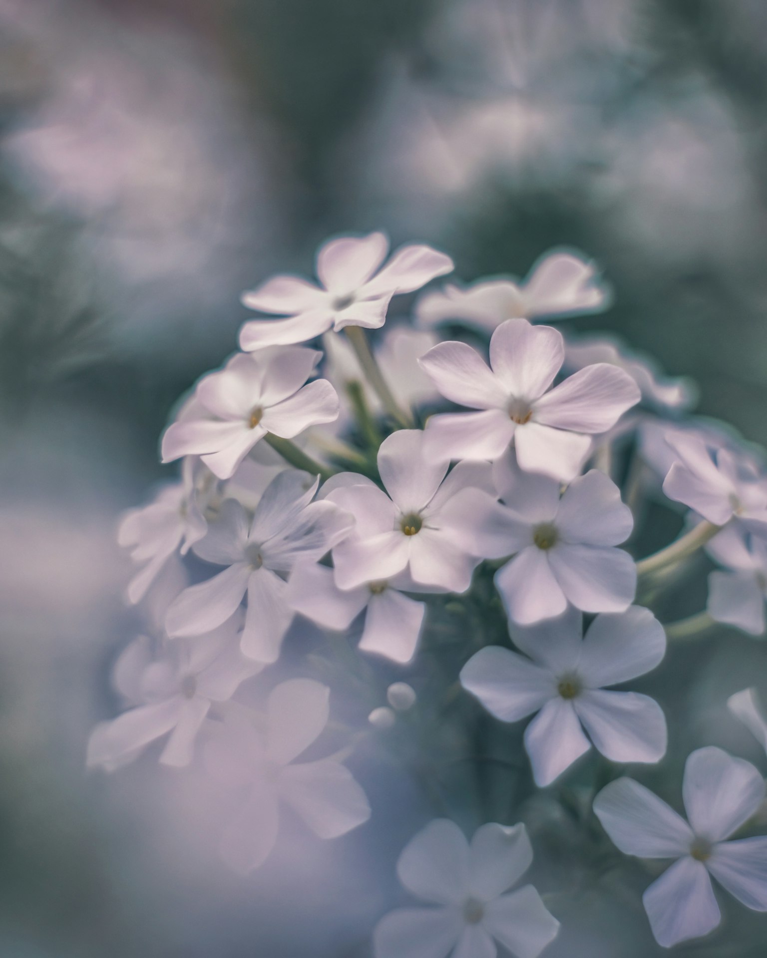 Racimo de delicadas flores blancas con colores suaves